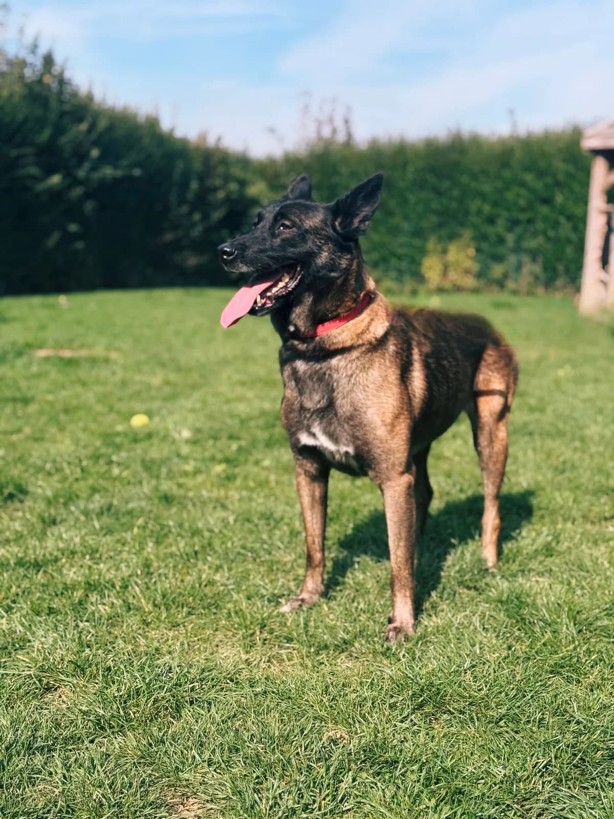 Shana, female Belgian Malinois for adoption at Perwez), Sans Collier photo 5