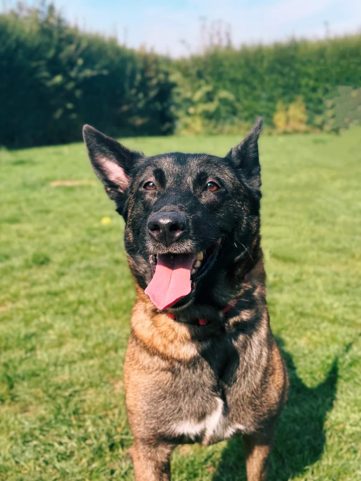 Shana, female Belgian Malinois for adoption at Perwez), Sans Collier photo 7