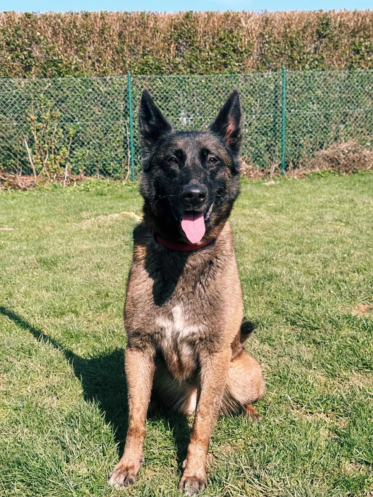 Shana, female Belgian Malinois for adoption at Perwez), Sans Collier photo 8