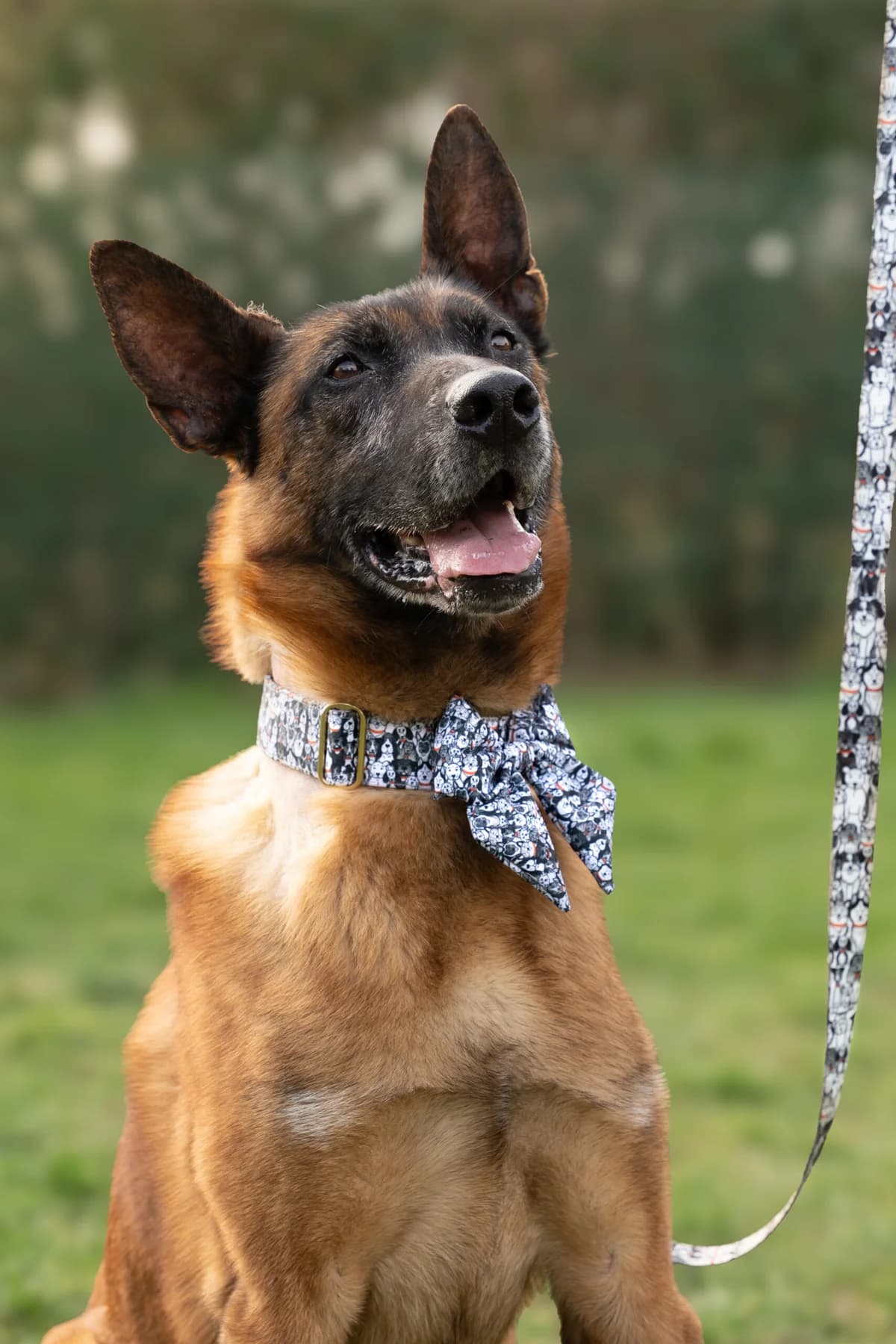 Snatch, male senior Belgian Malinois for adoption at Perwez), Sans Collier
