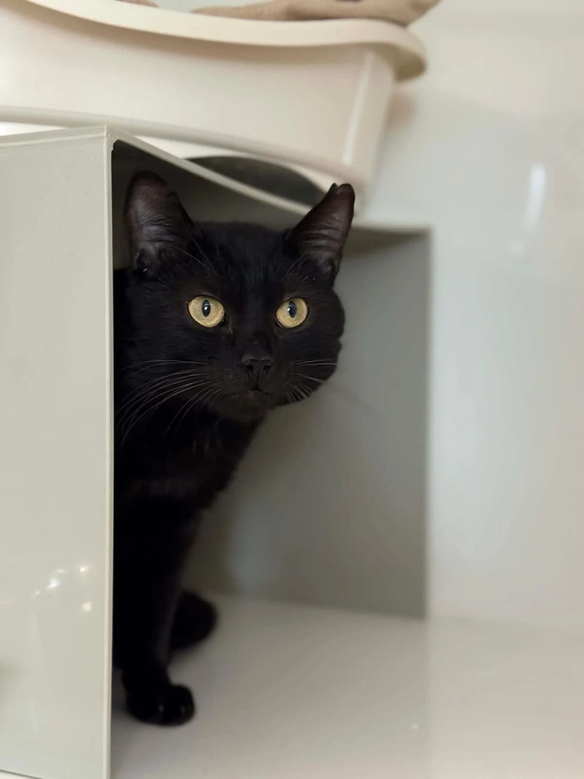 Spicy, male European Shorthair for adoption at Perwez), Sans Collier