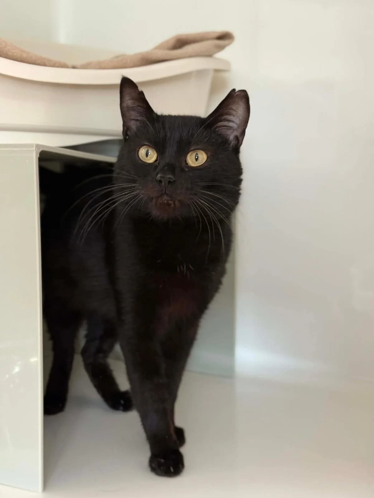 Spicy, male European Shorthair for adoption at Perwez), Sans Collier — photo 2 of 16