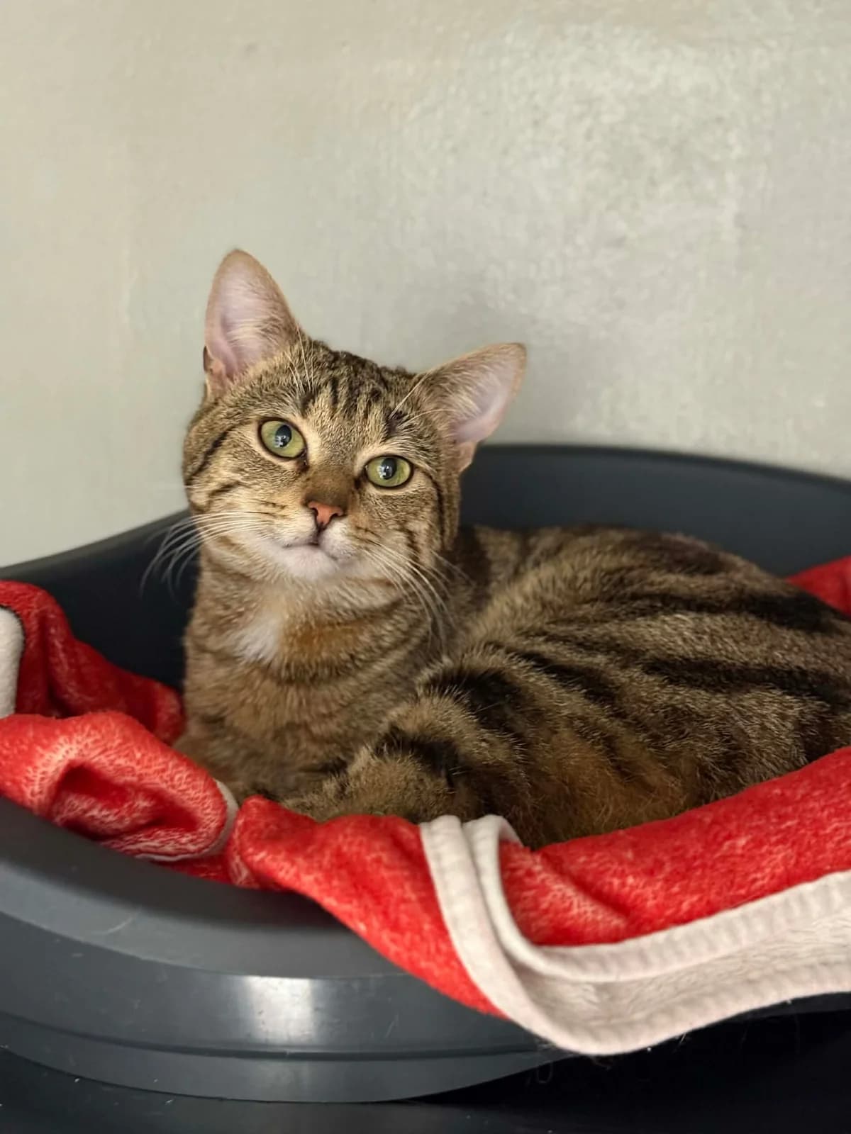 Spicy, male European Shorthair for adoption at Perwez), Sans Collier — photo 7 of 16