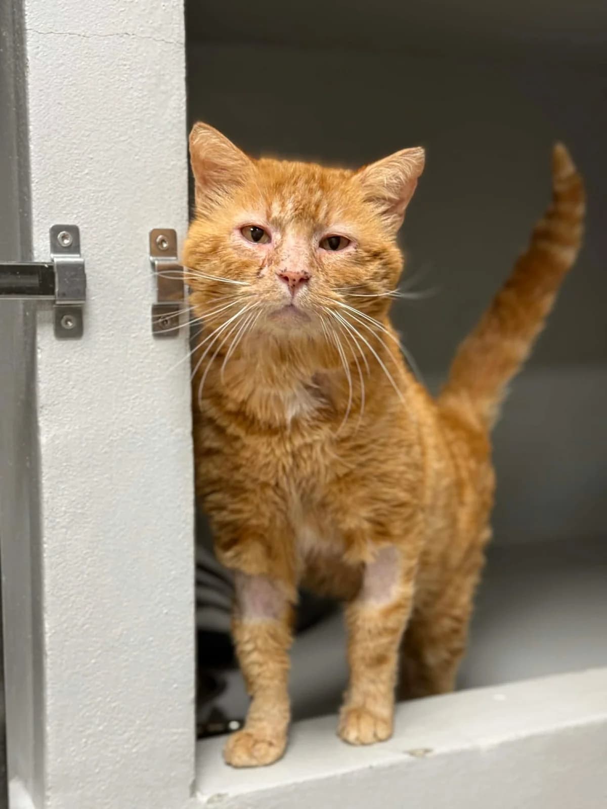 Spritz, male senior European Shorthair for adoption at Perwez), Sans Collier