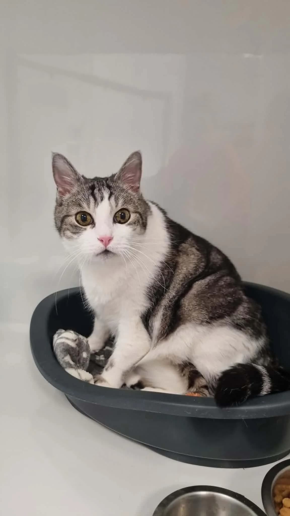 Sushi 1, male senior European Shorthair for adoption at Perwez), Sans Collier