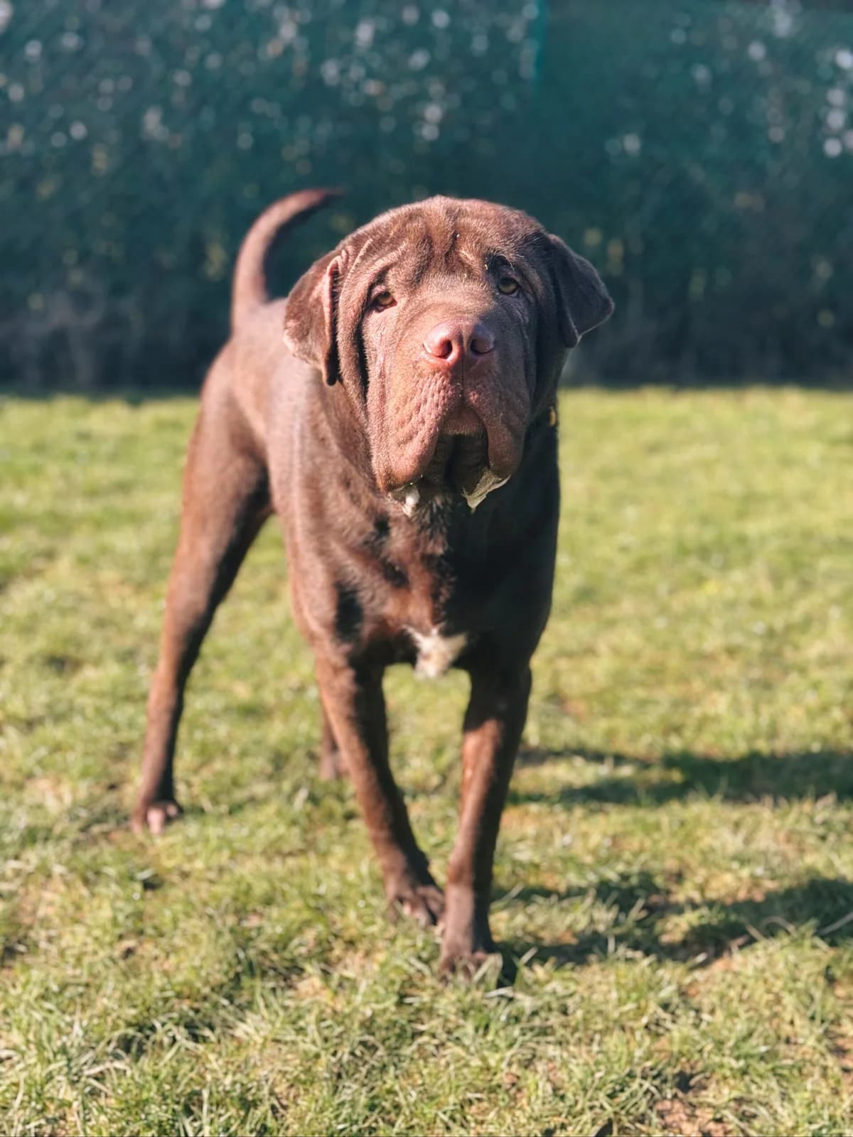 Tim, male mixed breed for adoption at Perwez), Sans Collier photo 2