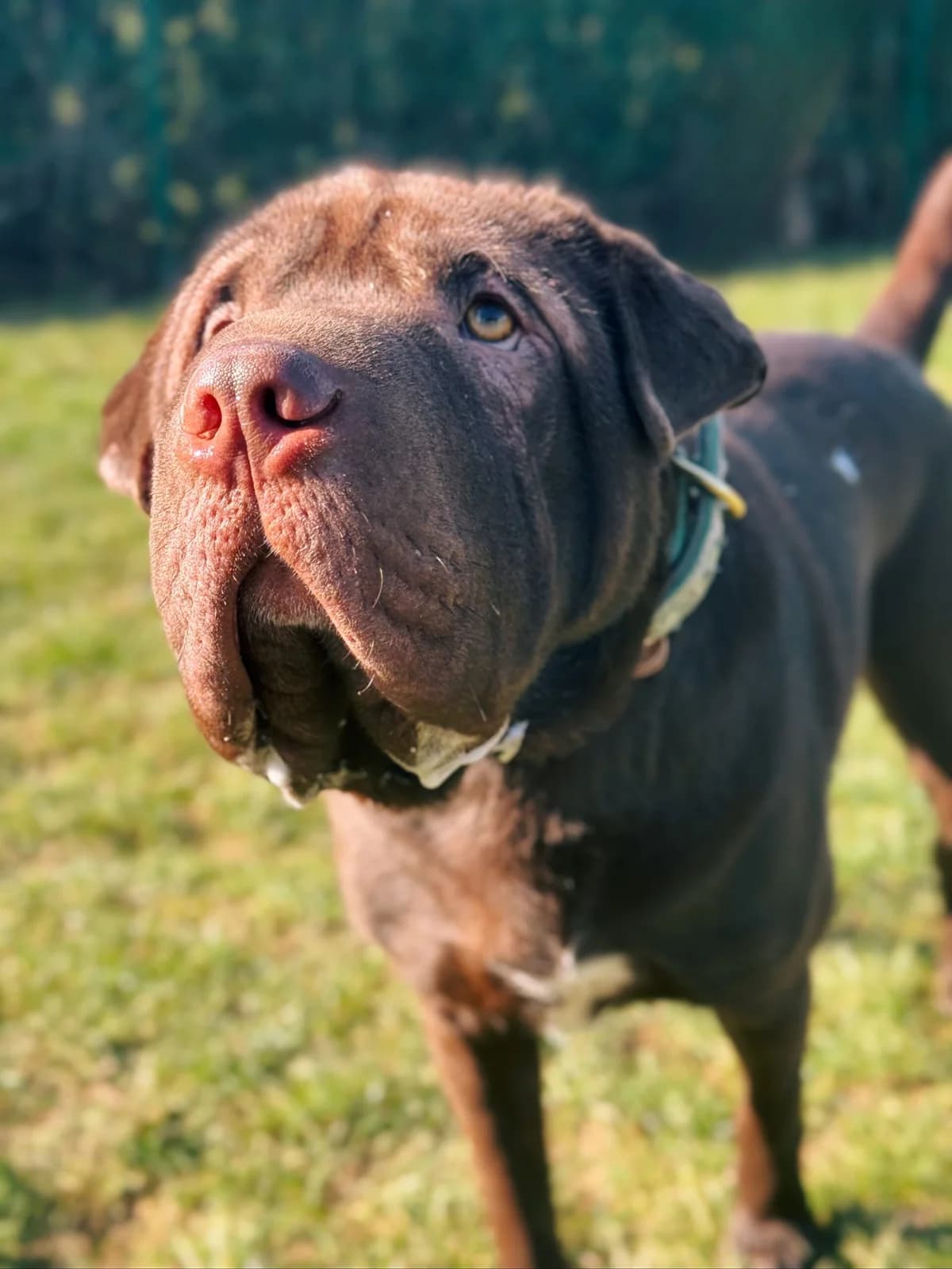Tim, male mixed breed for adoption at Perwez), Sans Collier photo 3