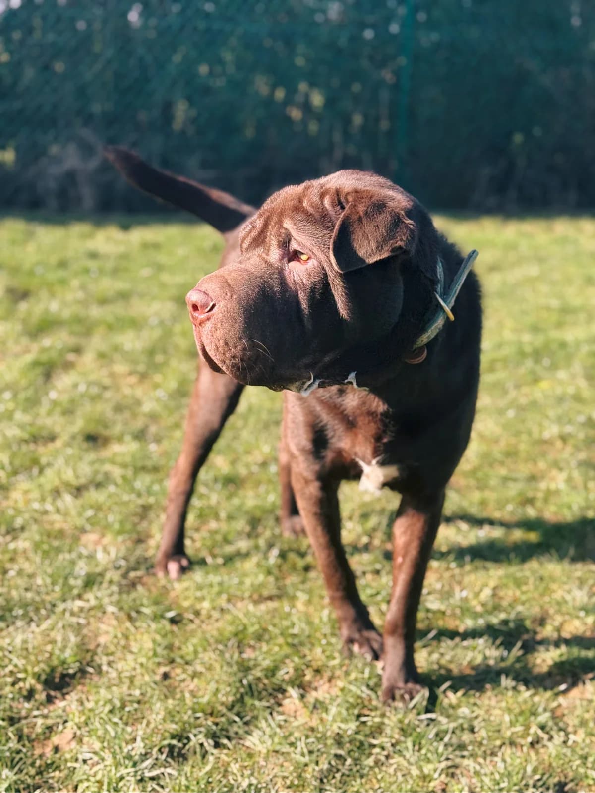 Tim, male mixed breed for adoption at Perwez), Sans Collier photo 4