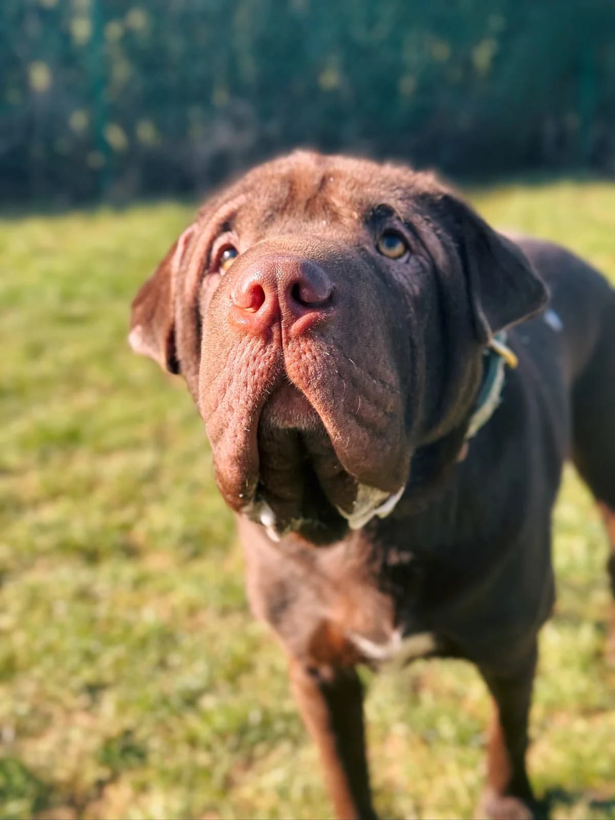 Tim, male mixed breed for adoption at Perwez), Sans Collier photo 5