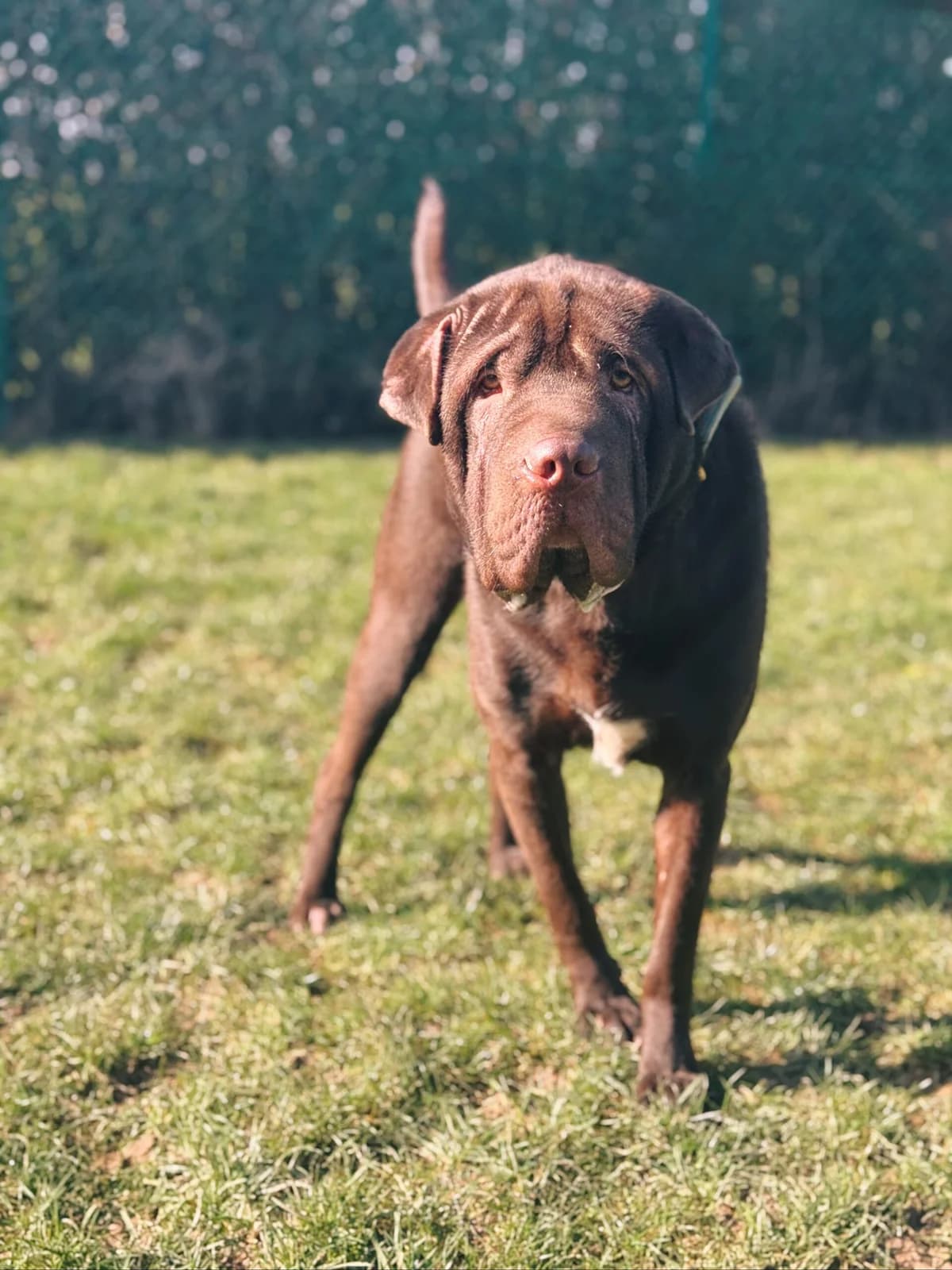 Tim, male mixed breed for adoption at Perwez), Sans Collier photo 6