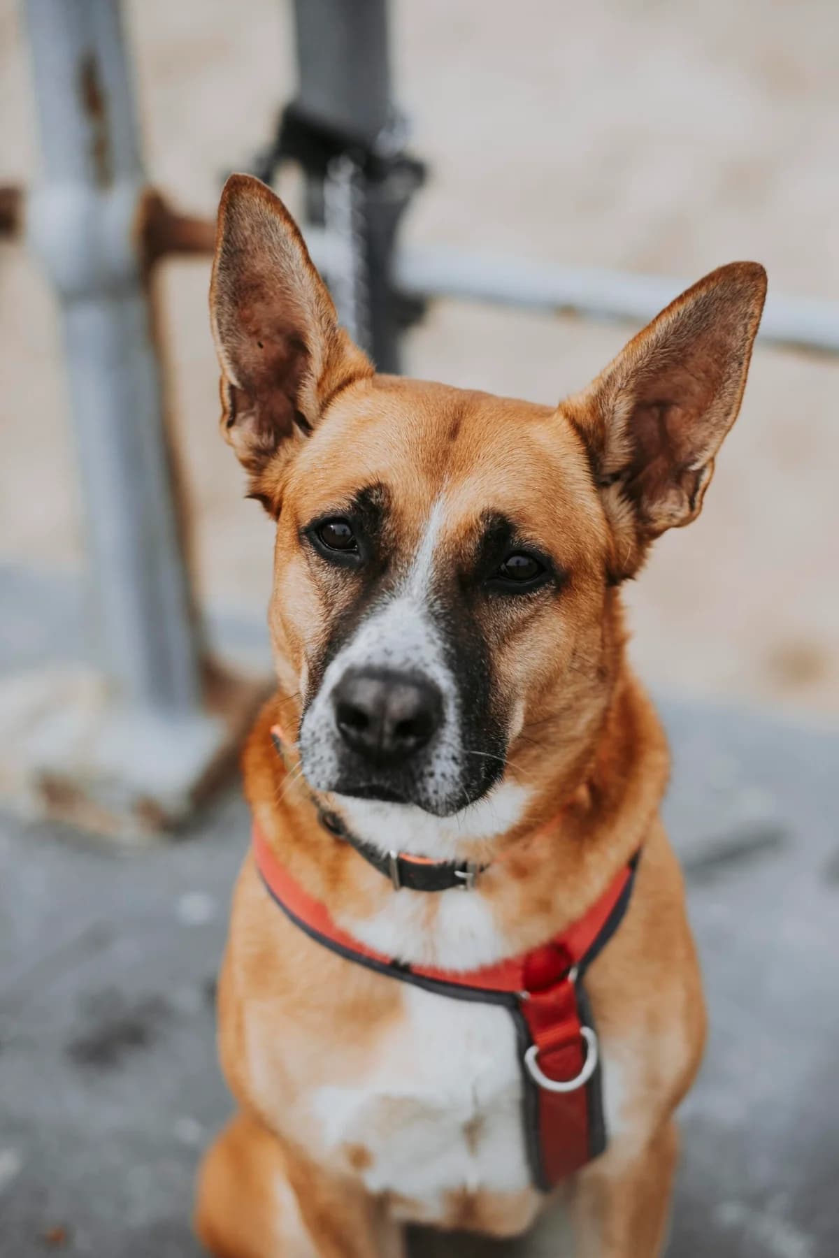 Tina, female senior Belgian Malinois for adoption at Perwez), Sans Collier