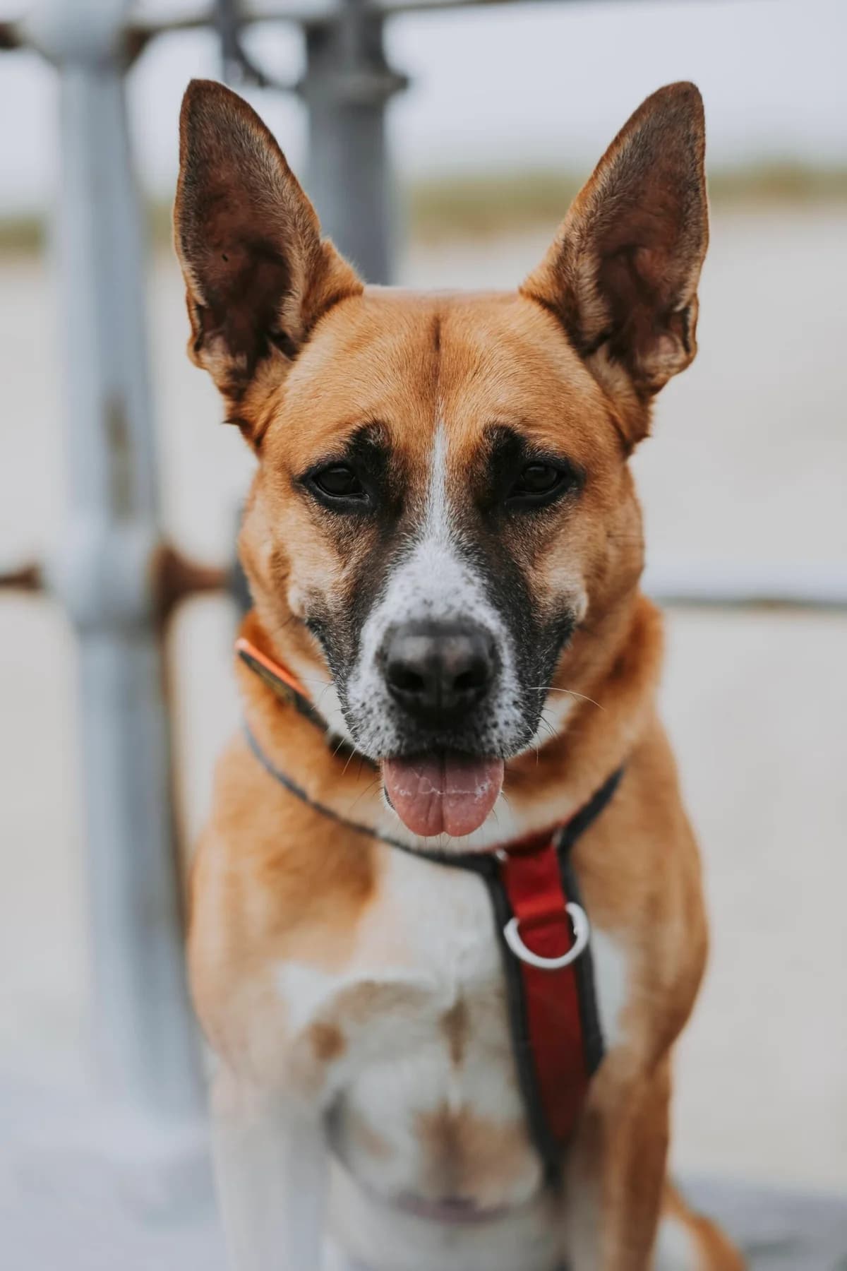 Tina, female Belgian Malinois for adoption at Perwez), Sans Collier photo 2