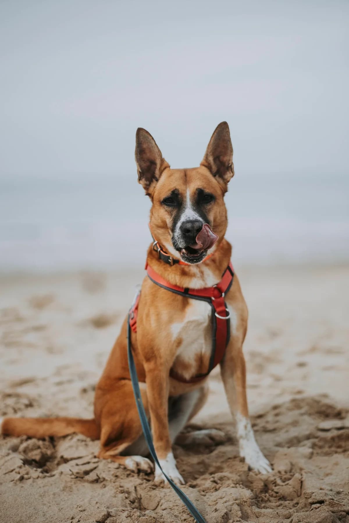 Tina, female Belgian Malinois for adoption at Perwez), Sans Collier photo 3