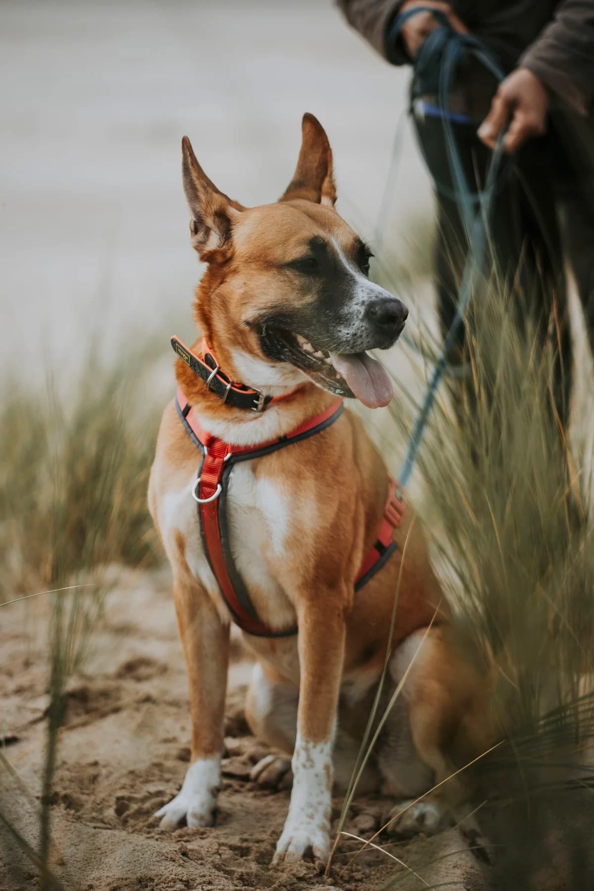 Tina, female Belgian Malinois for adoption at Perwez), Sans Collier photo 4