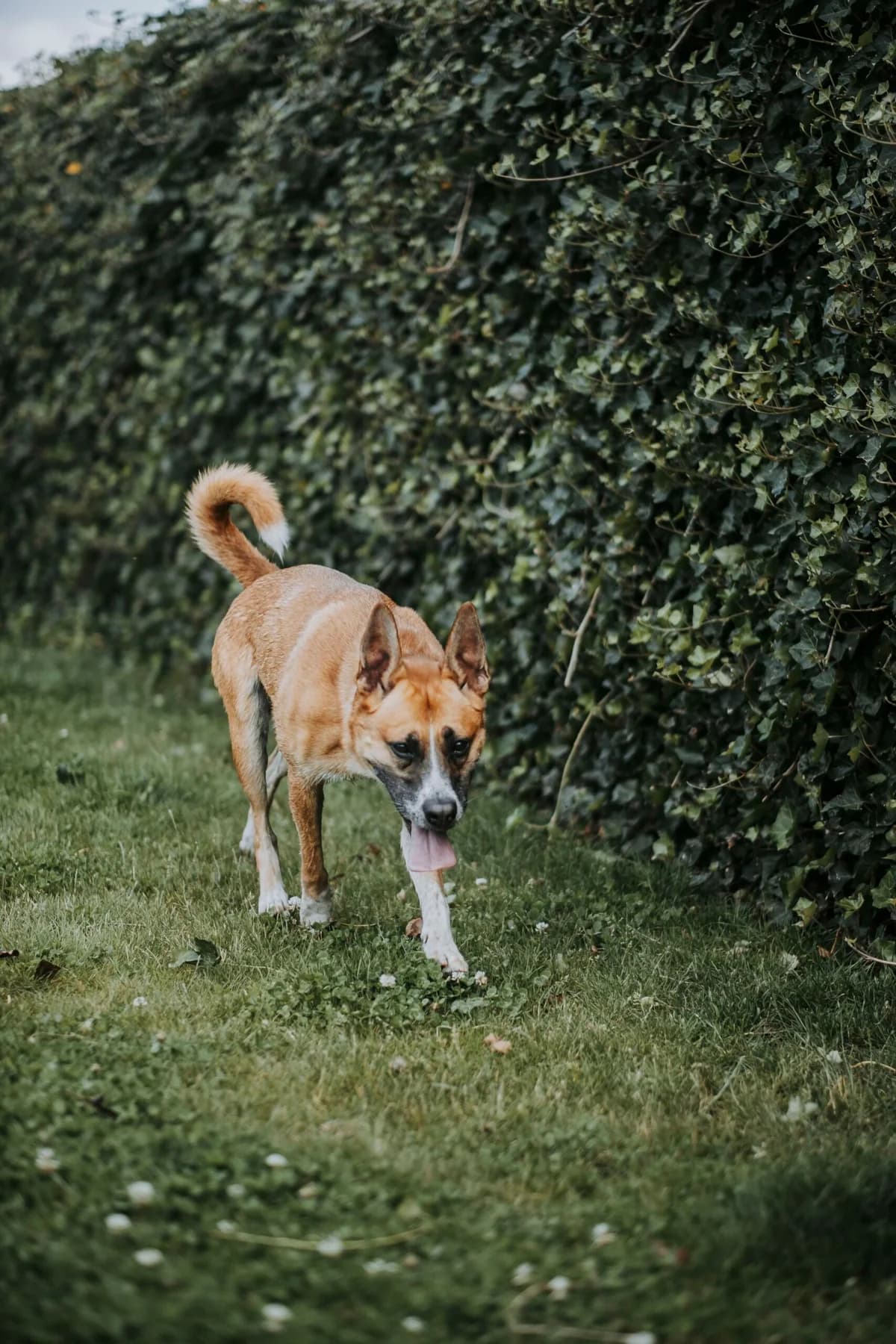 Tina, female Belgian Malinois for adoption at Perwez), Sans Collier photo 6