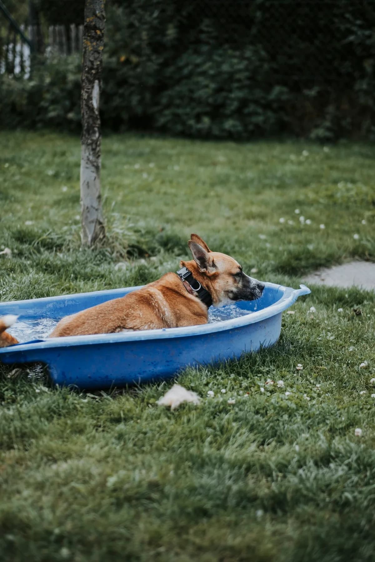 Tina, female Belgian Malinois for adoption at Perwez), Sans Collier photo 7