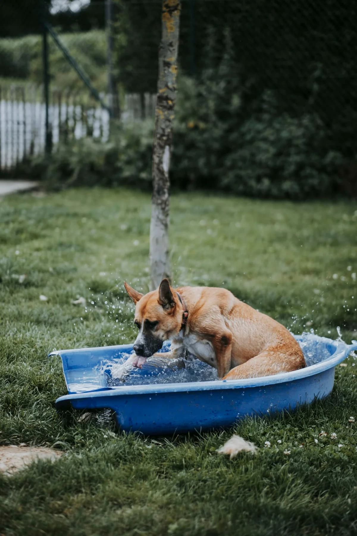Tina, female Belgian Malinois for adoption at Perwez), Sans Collier photo 8