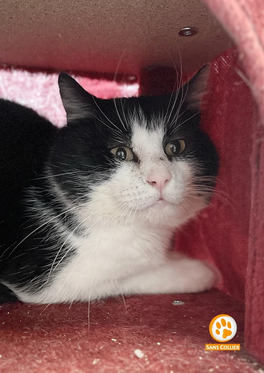 Toner, male 4yo European Shorthair for adoption at Perwez), Sans Collier