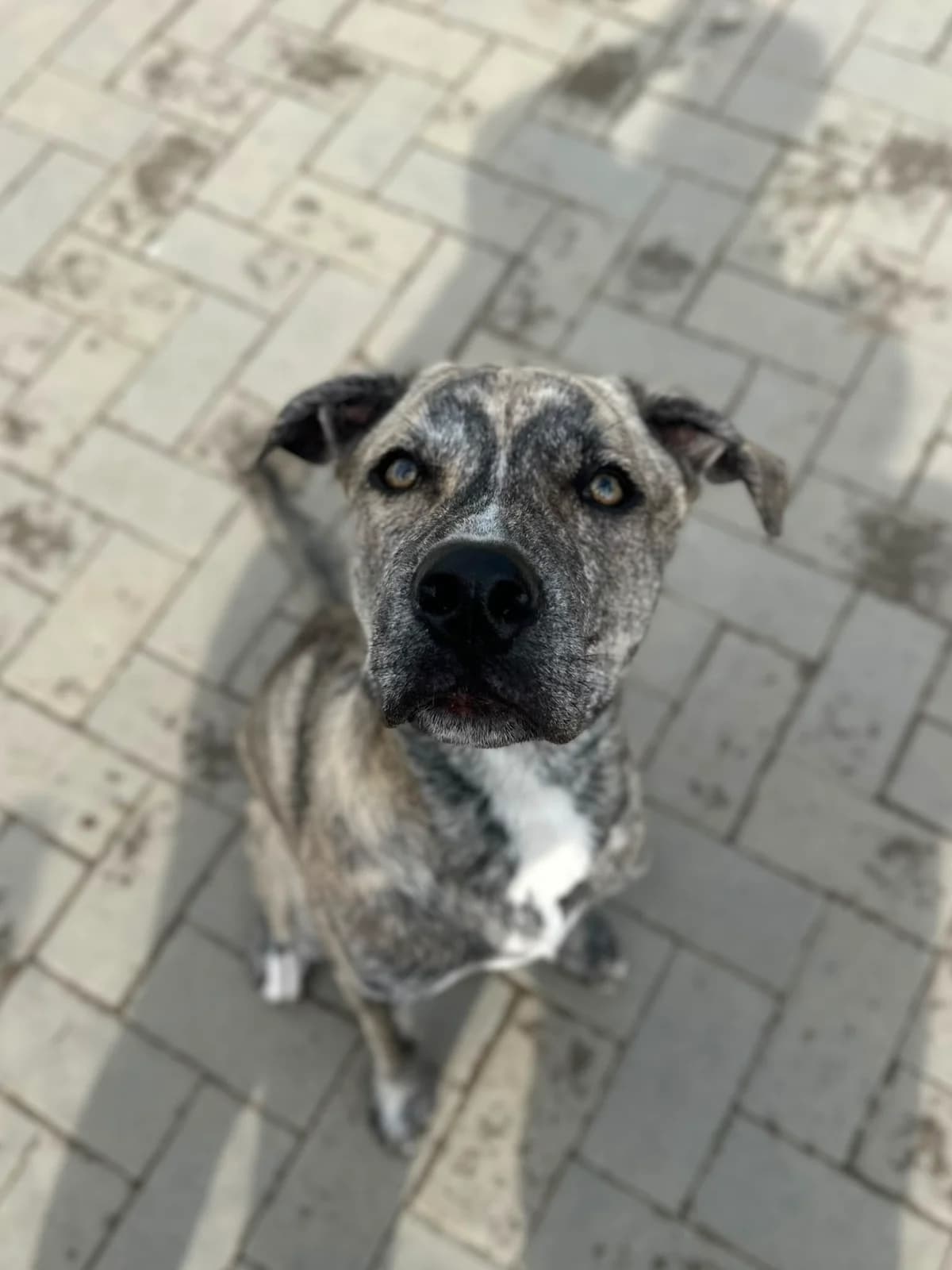 Tony, male puppy mixed breed for adoption at Perwez), Sans Collier