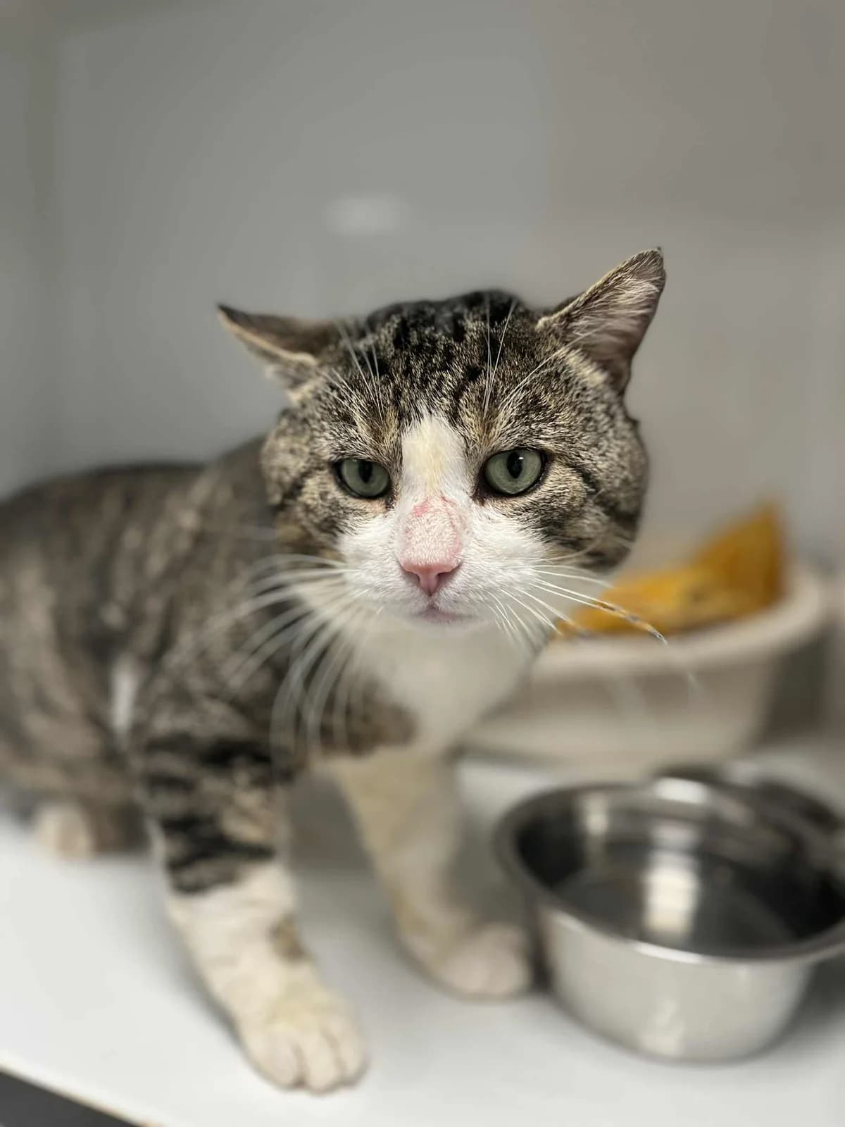 Ulysse, male senior European Shorthair for adoption at Perwez), Sans Collier