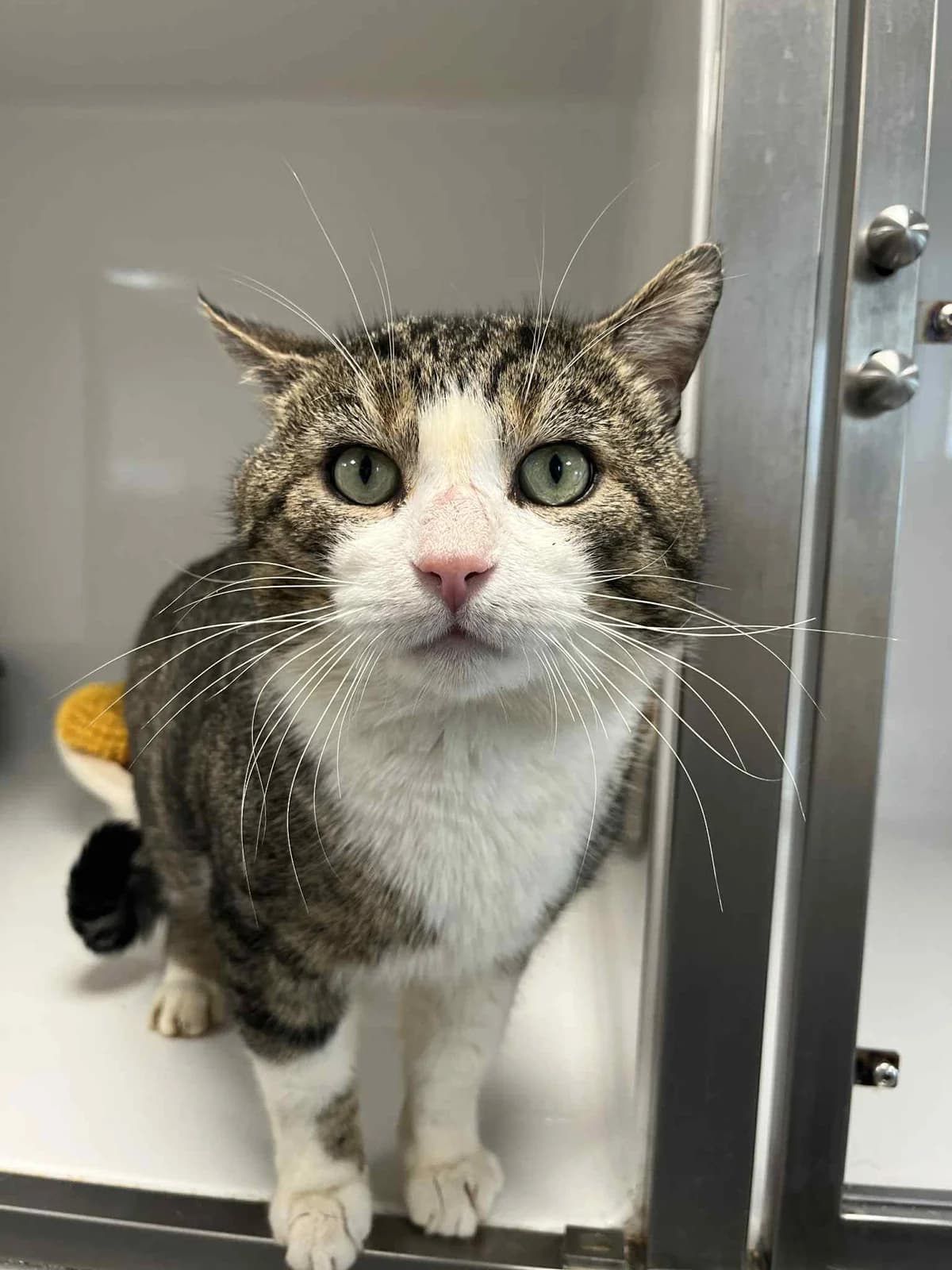 Ulysse, male European Shorthair for adoption at Perwez), Sans Collier photo 2