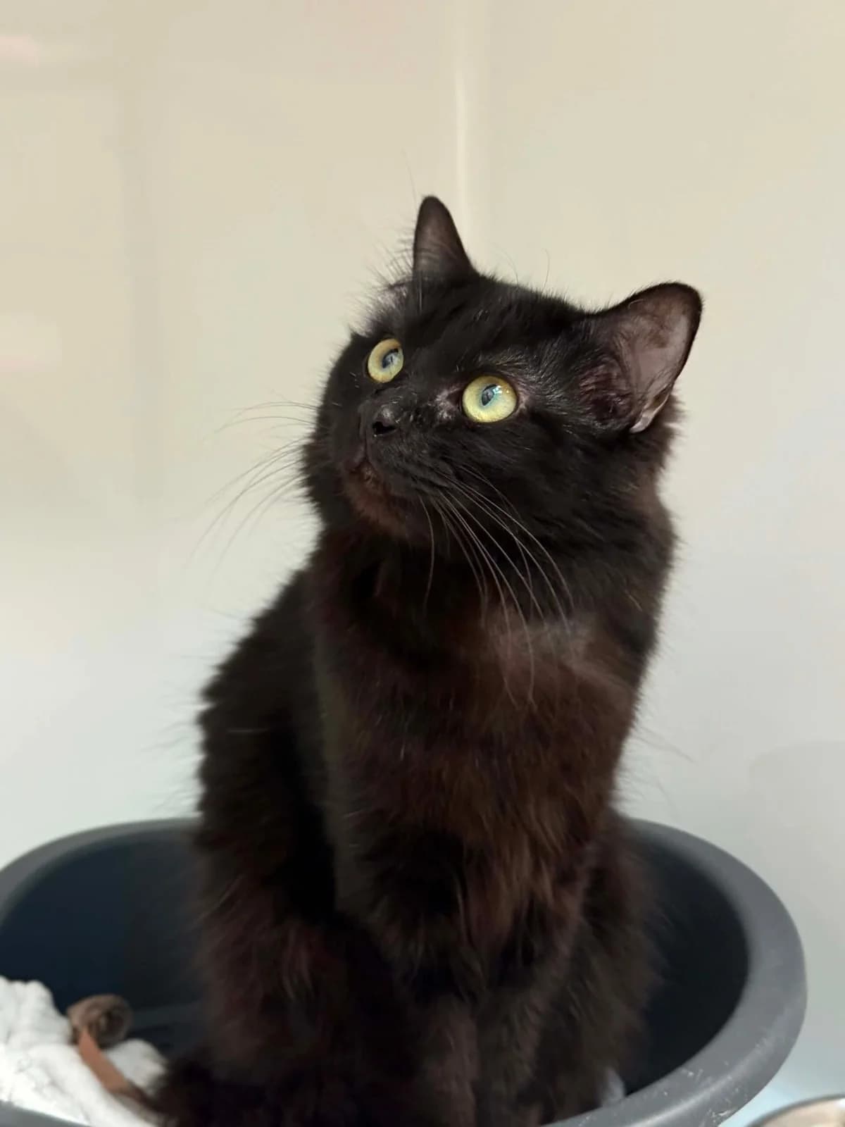 Ulysse 1, male 3yo European Shorthair for adoption at Perwez), Sans Collier