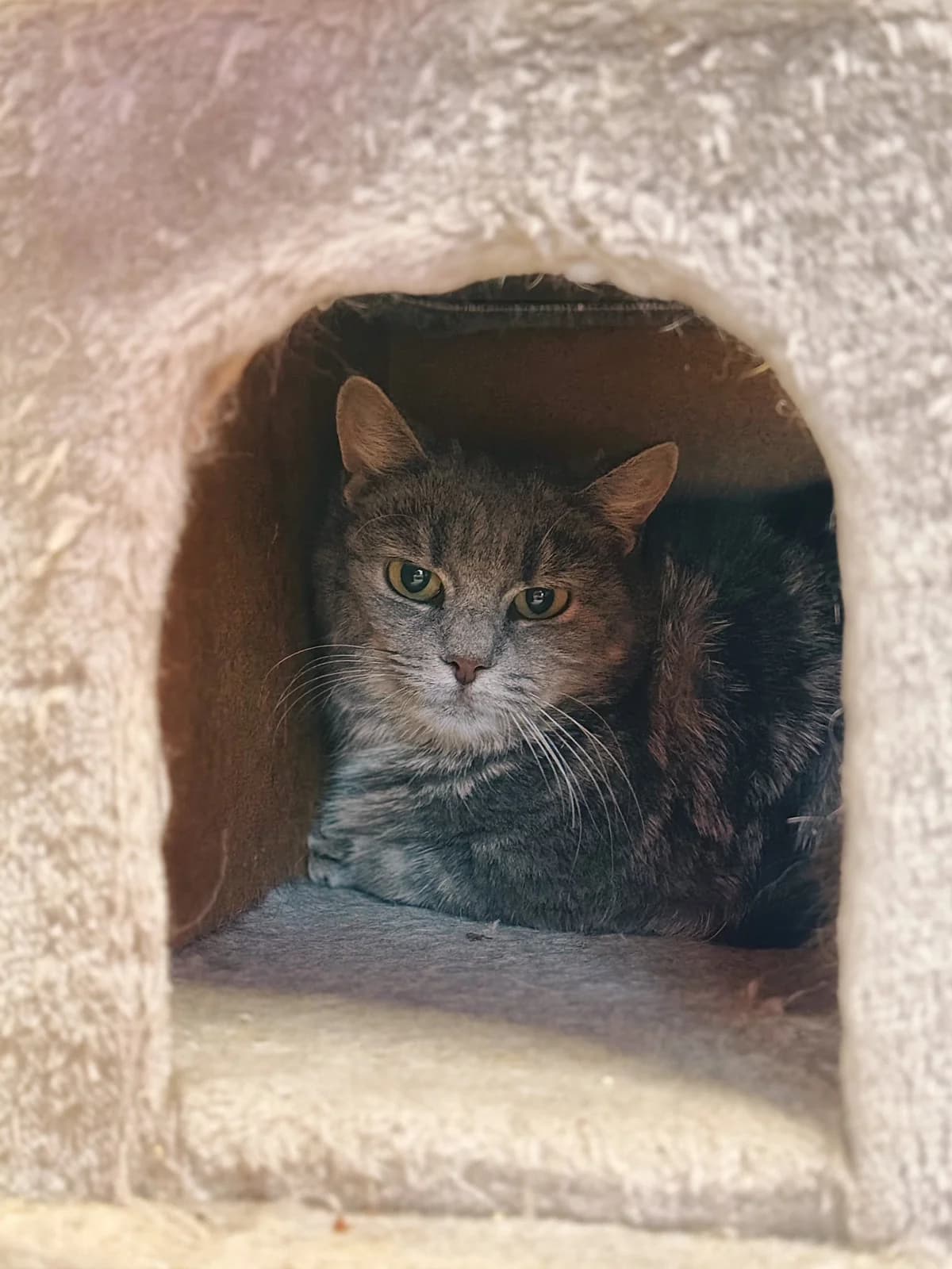 Ursula, female European Shorthair for adoption at Sans Collier