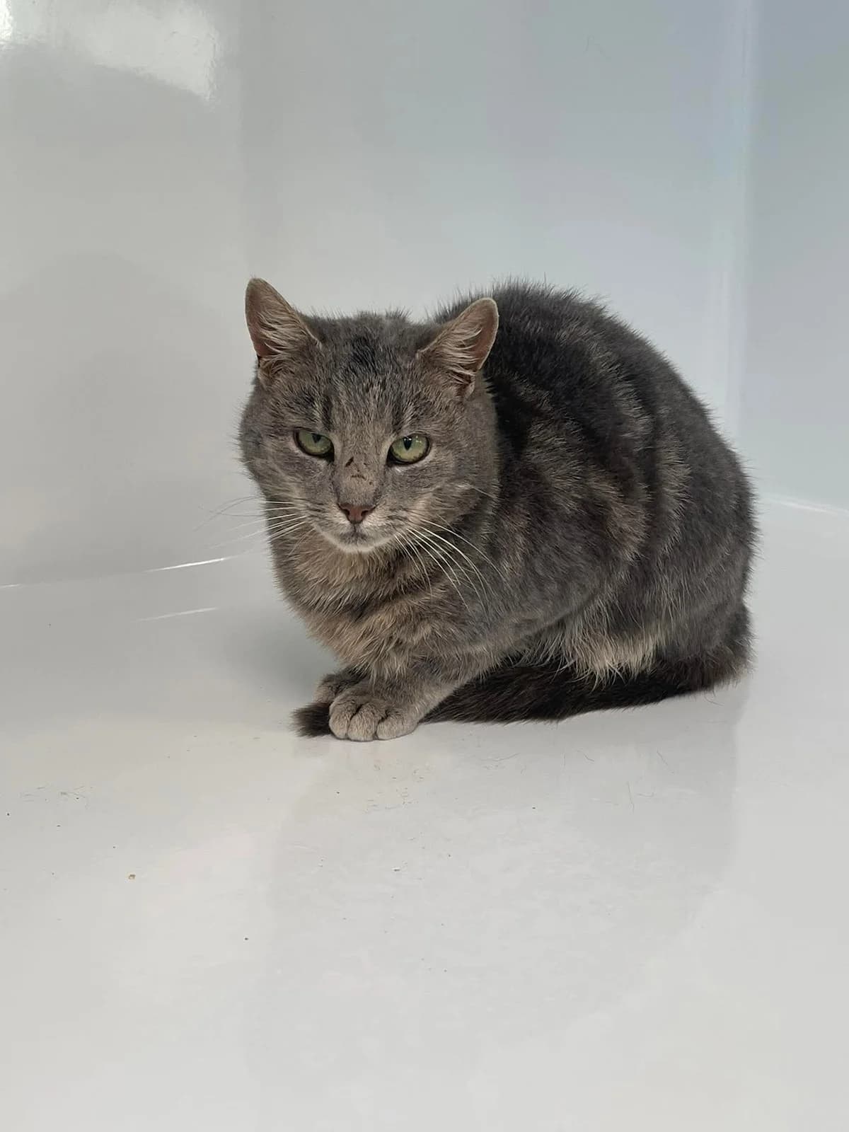 Ursula, female European Shorthair for adoption at Perwez), Sans Collier photo 2