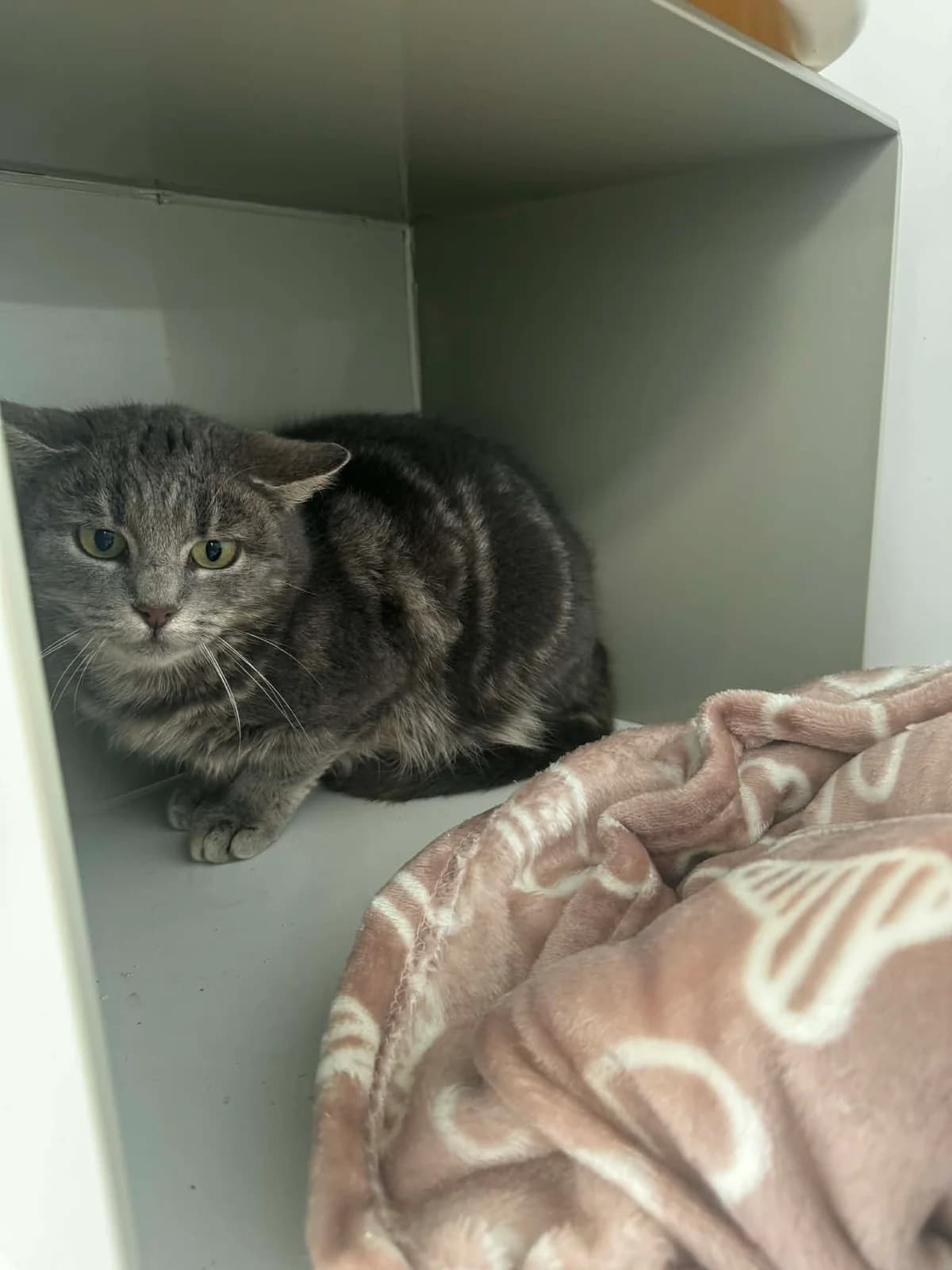 Ursula, female European Shorthair for adoption at Perwez), Sans Collier photo 3