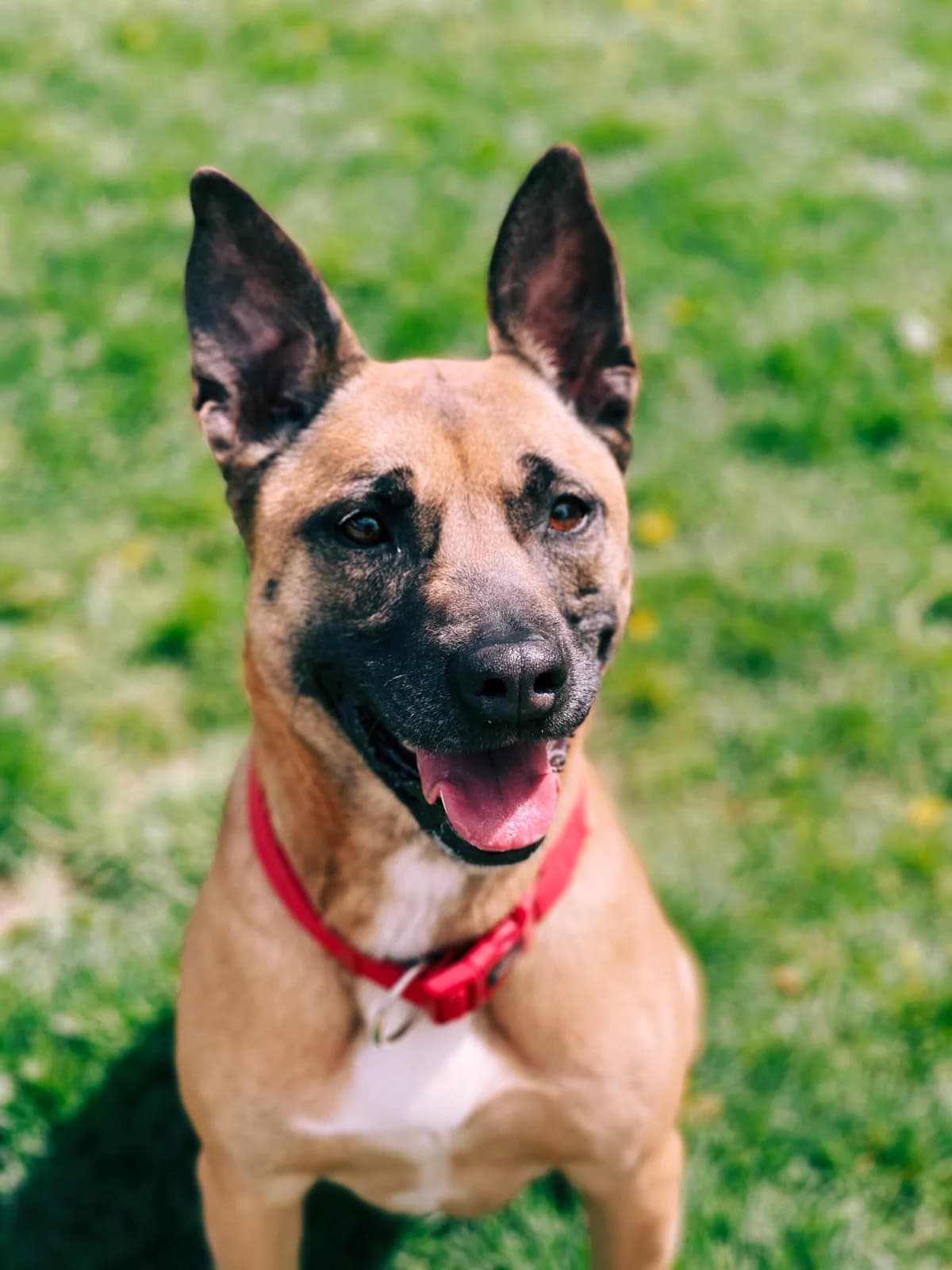 Vania, female senior Belgian Malinois for adoption at Perwez), Sans Collier