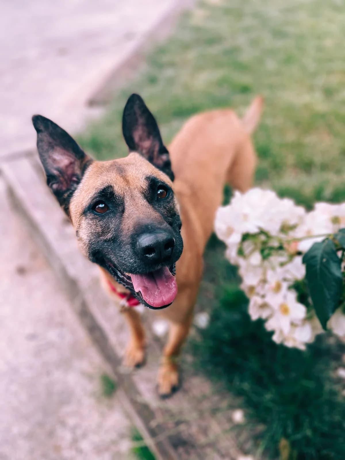 Vania, female Belgian Malinois for adoption at Perwez), Sans Collier photo 2