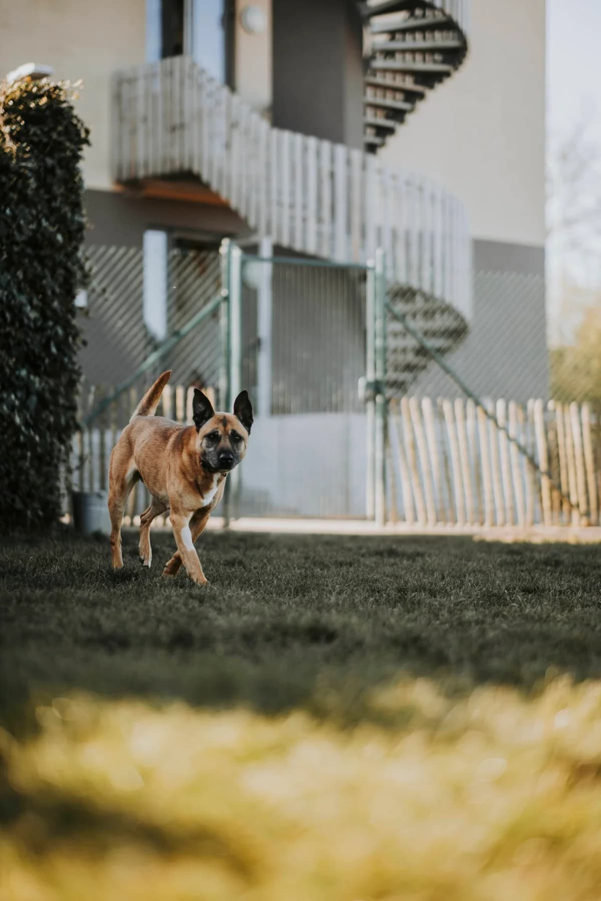 Vania, female Belgian Malinois for adoption at Perwez), Sans Collier photo 3