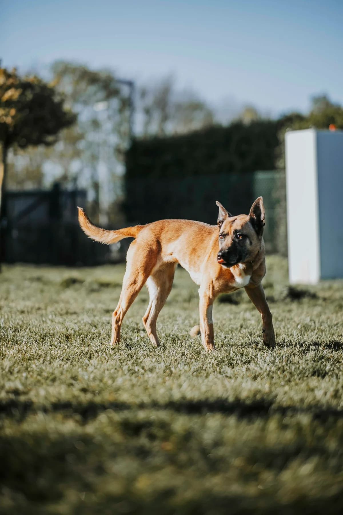 Vania, female Belgian Malinois for adoption at Perwez), Sans Collier photo 4