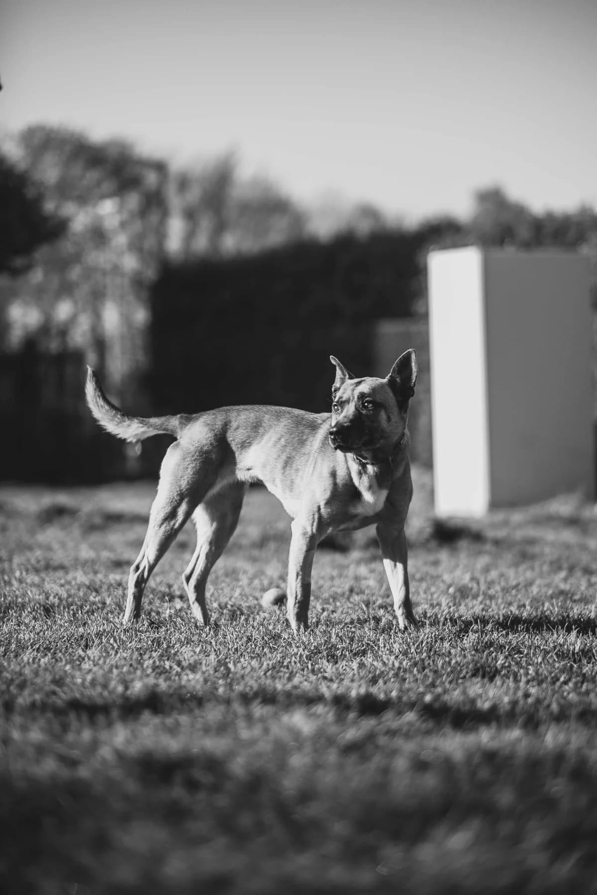 Vania, female Belgian Malinois for adoption at Perwez), Sans Collier photo 5