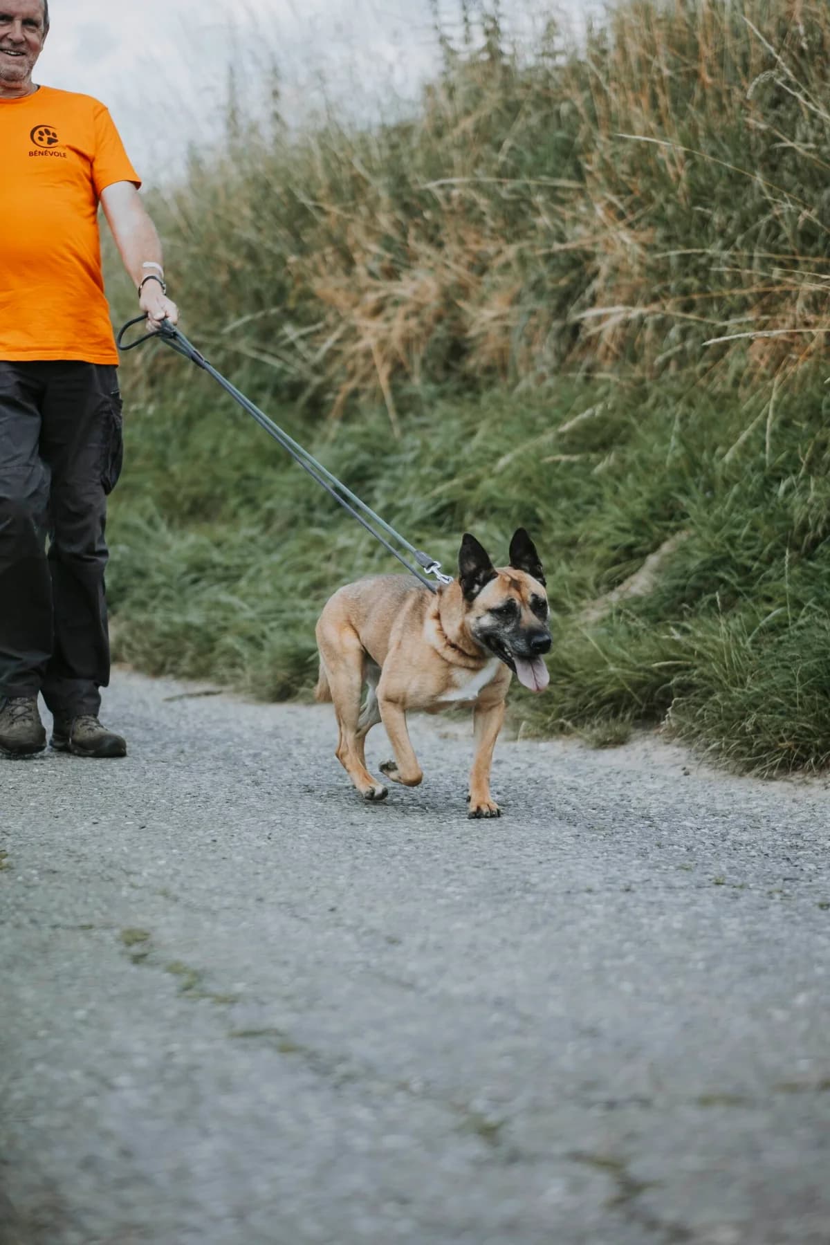 Vania, female Belgian Malinois for adoption at Perwez), Sans Collier photo 6