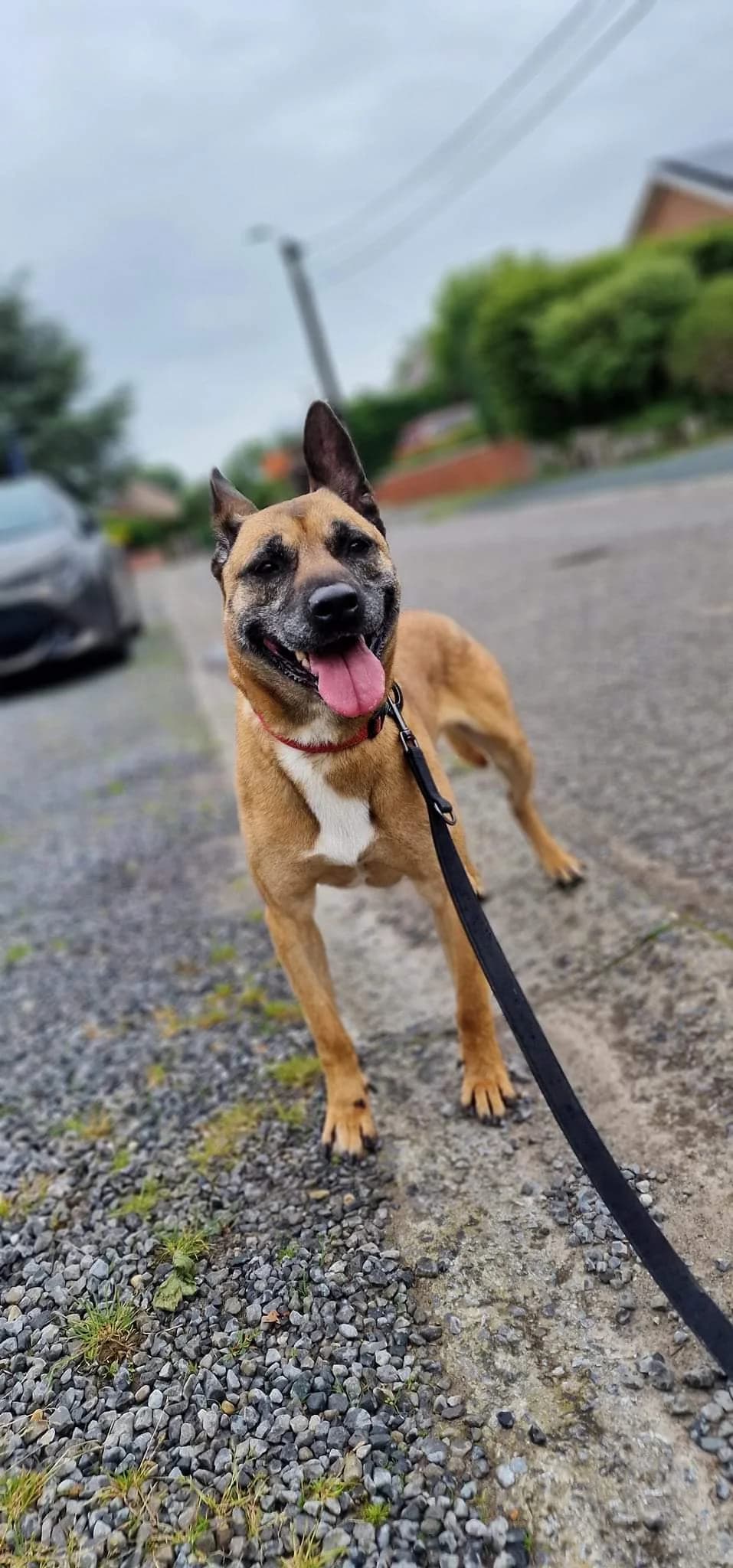 Vania, female Belgian Malinois for adoption at Perwez), Sans Collier photo 7