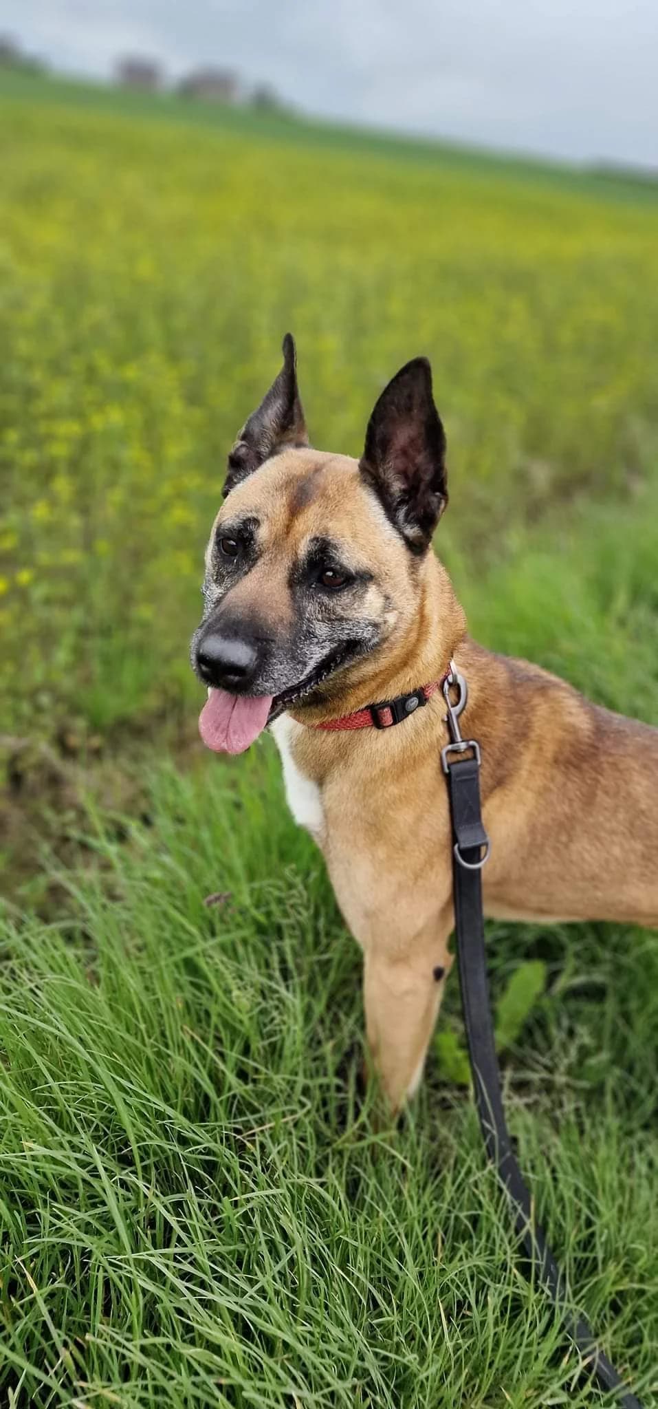 Vania, female Belgian Malinois for adoption at Perwez), Sans Collier photo 8