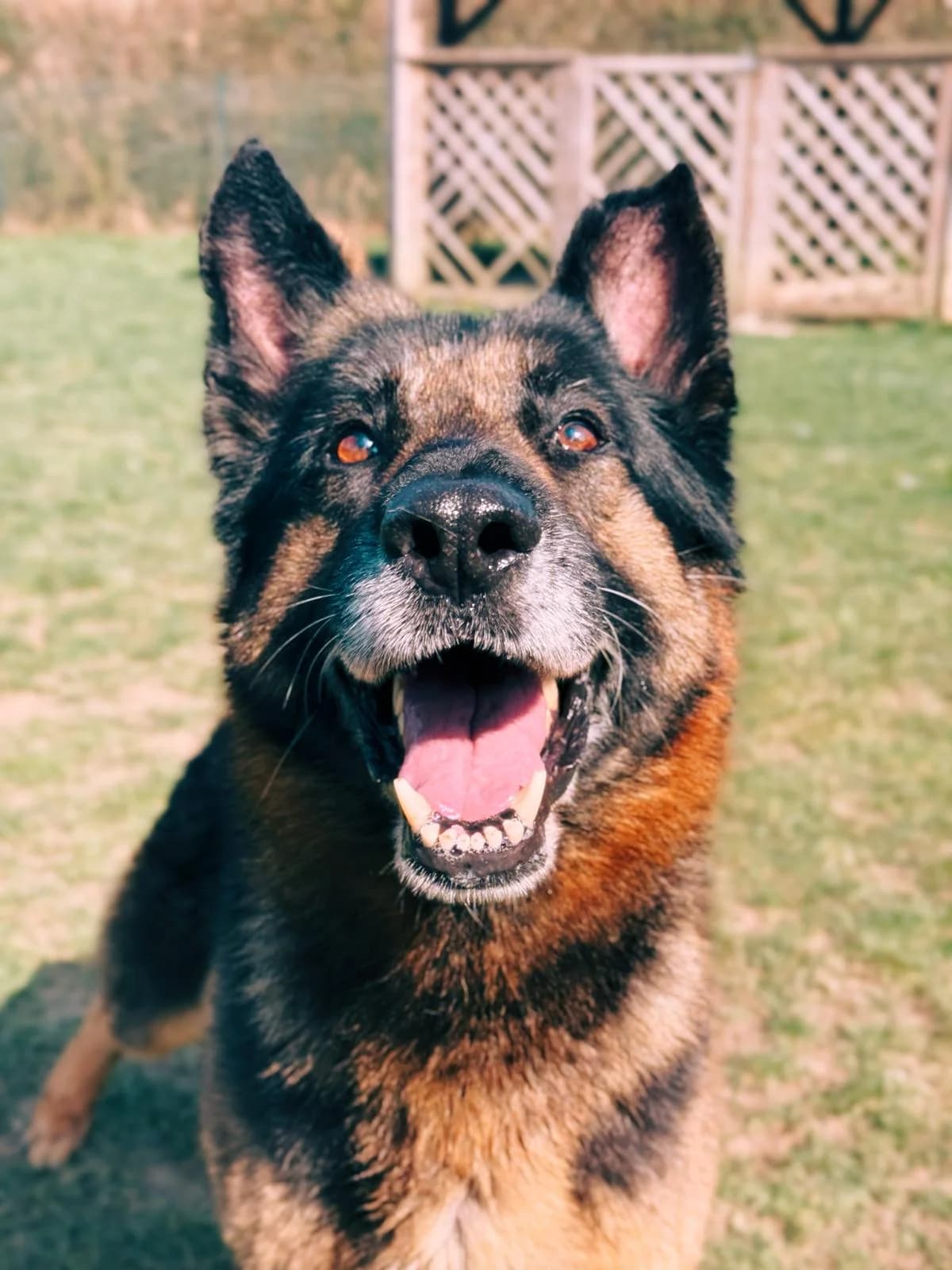 Whisper, male senior German Shepherd for adoption at Perwez), Sans Collier