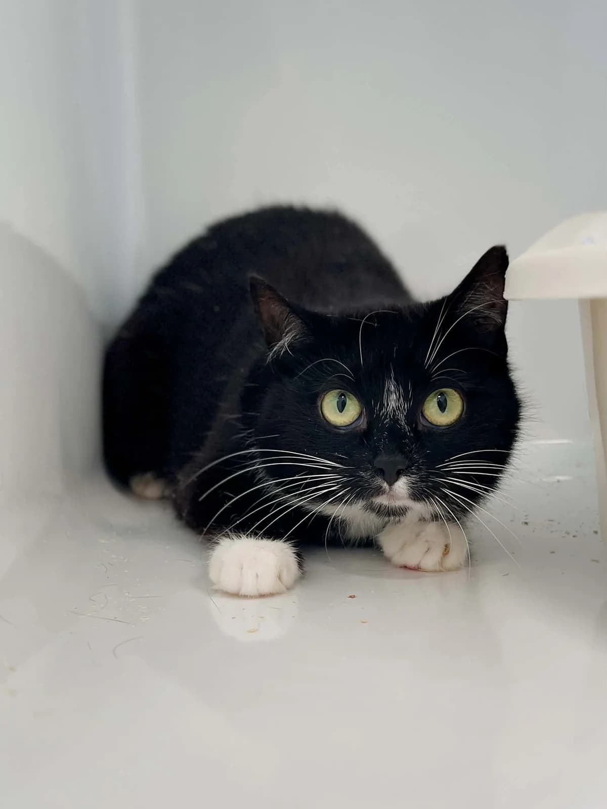 Will, female 6yo European Shorthair for adoption at Perwez), Sans Collier