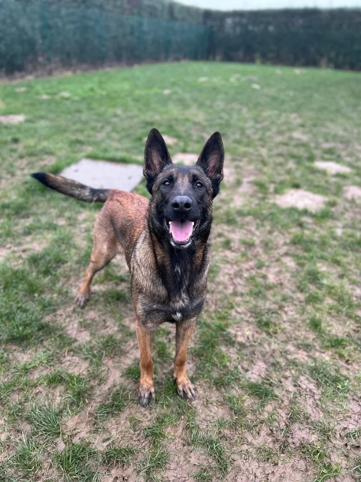 Xena, female Belgian Malinois for adoption at Sans Collier