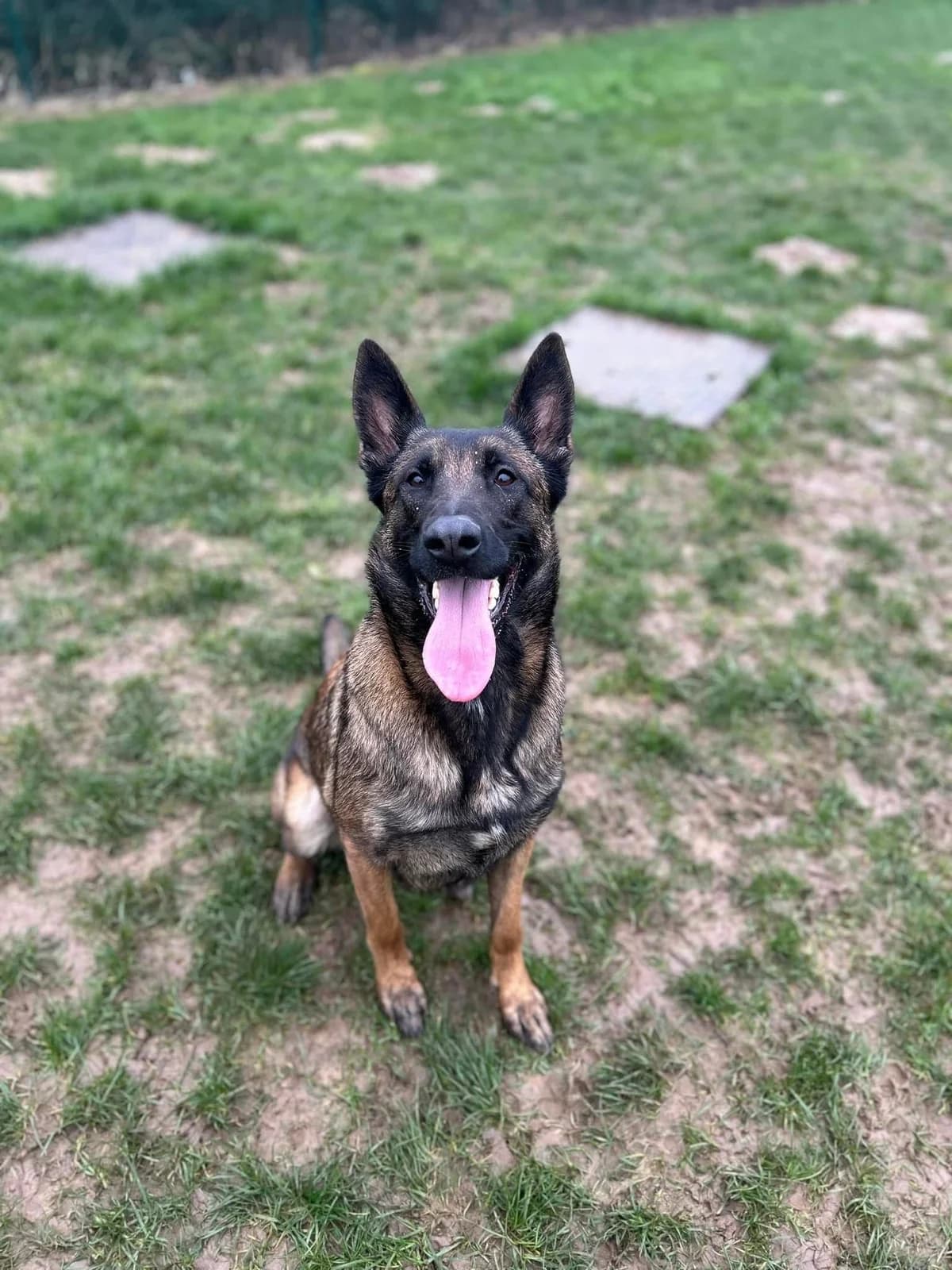 Xena, female Belgian Malinois for adoption at Perwez), Sans Collier photo 2