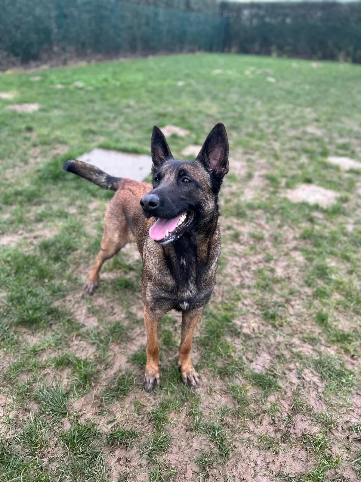 Xena, female Belgian Malinois for adoption at Perwez), Sans Collier photo 3