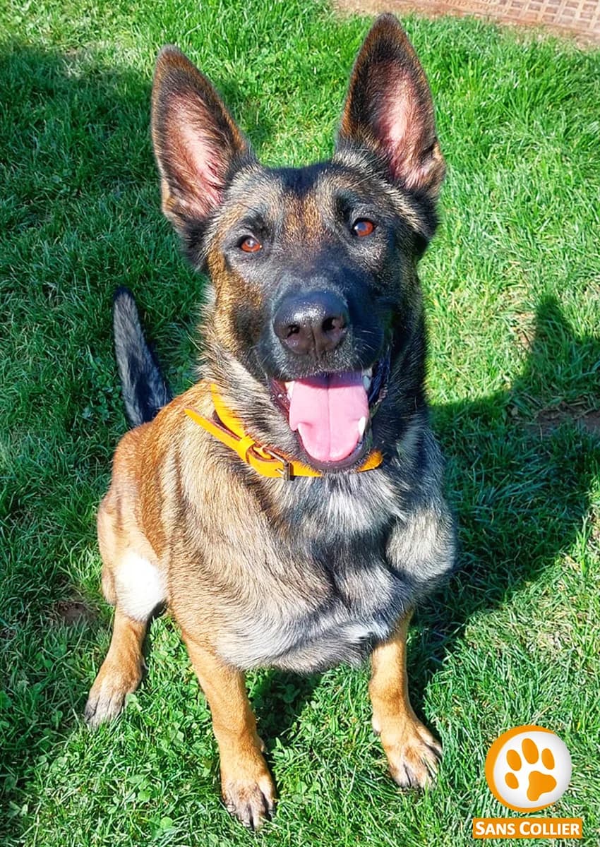 Xena, female Belgian Malinois for adoption at Perwez), Sans Collier photo 4