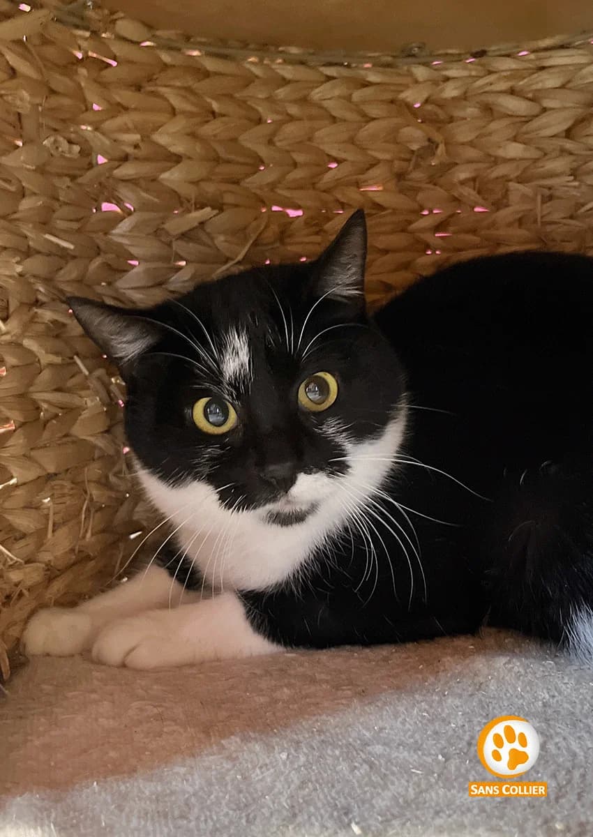 Yakkaf, male European Shorthair for adoption at Sans Collier