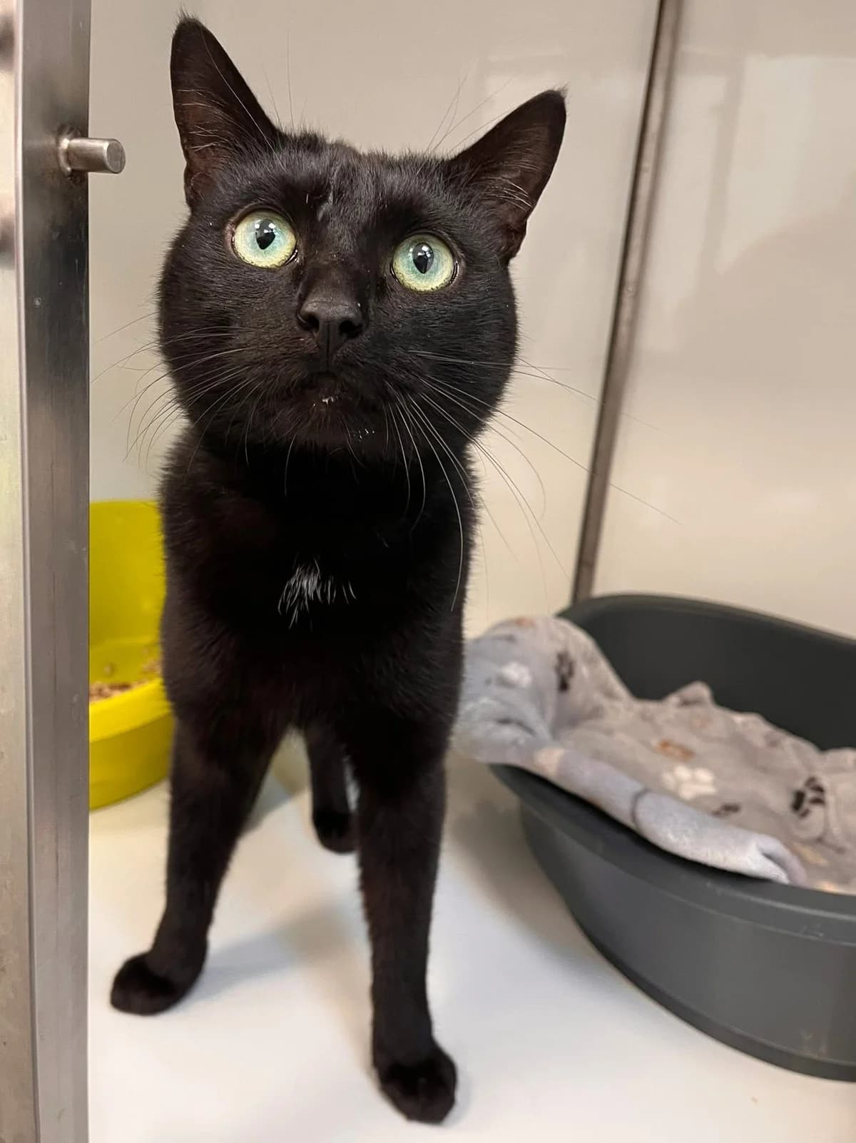 Yakkaf, male European Shorthair for adoption at Perwez), Sans Collier photo 4