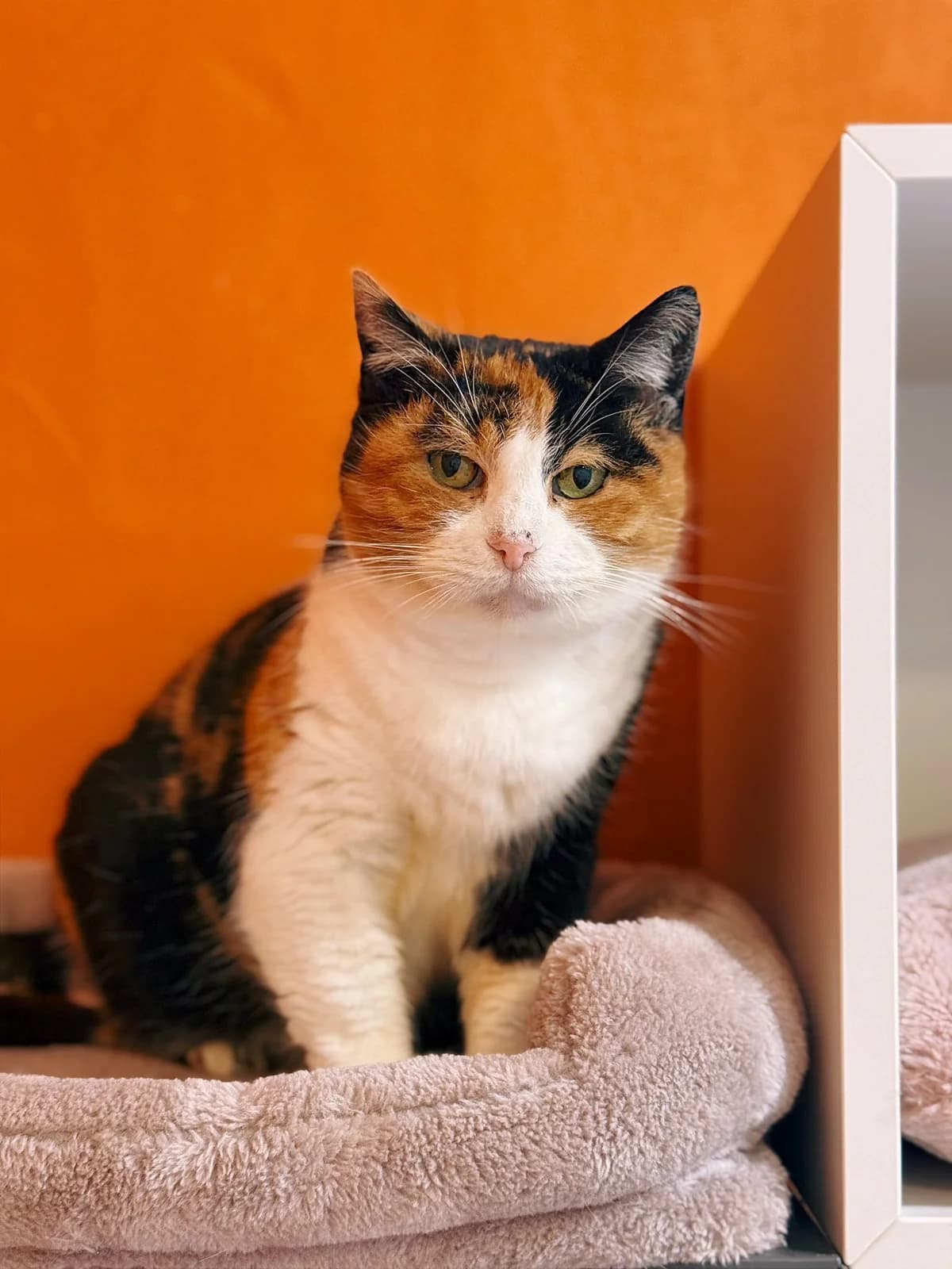 Yasmine, female senior European Shorthair for adoption at Perwez), Sans Collier