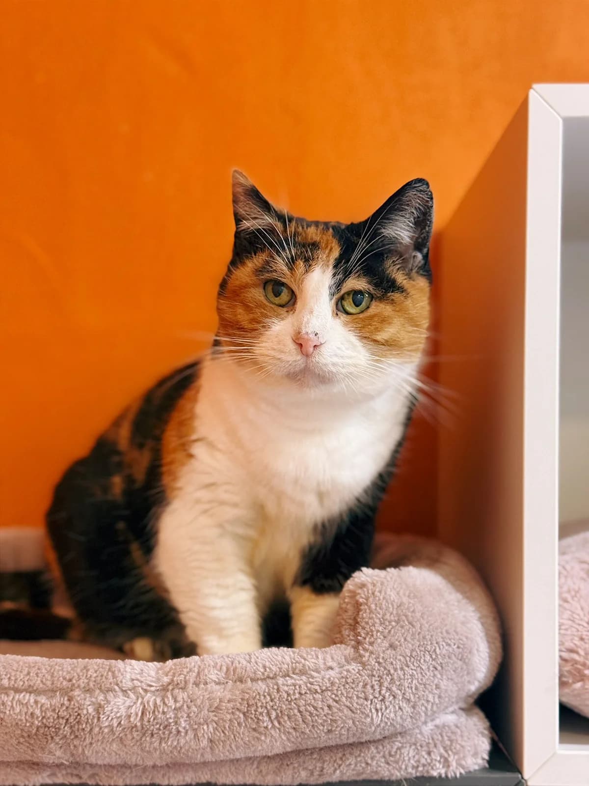 Yasmine, female European Shorthair for adoption at Perwez), Sans Collier photo 2