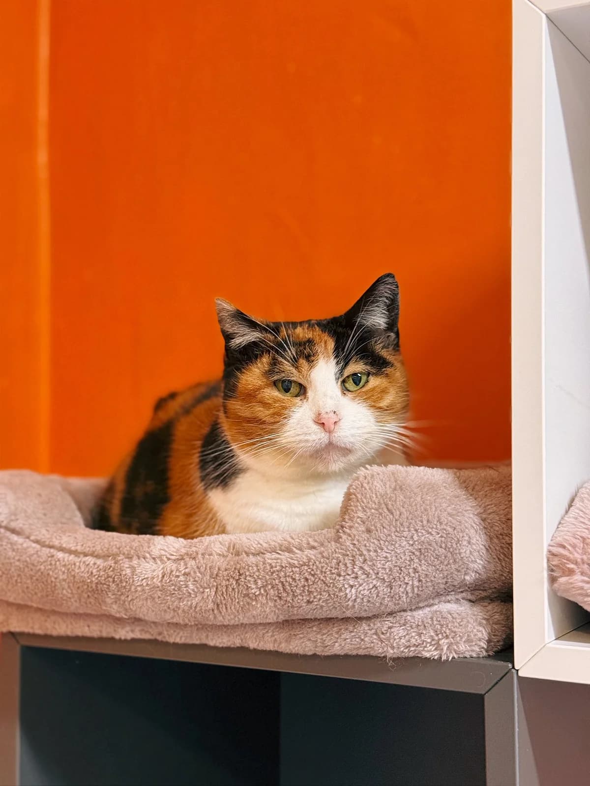 Yasmine, female European Shorthair for adoption at Perwez), Sans Collier photo 3