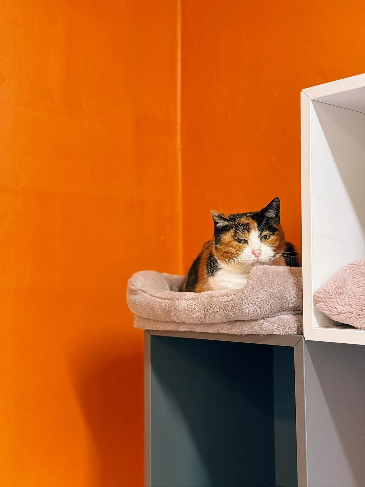 Yasmine, female European Shorthair for adoption at Perwez), Sans Collier photo 4