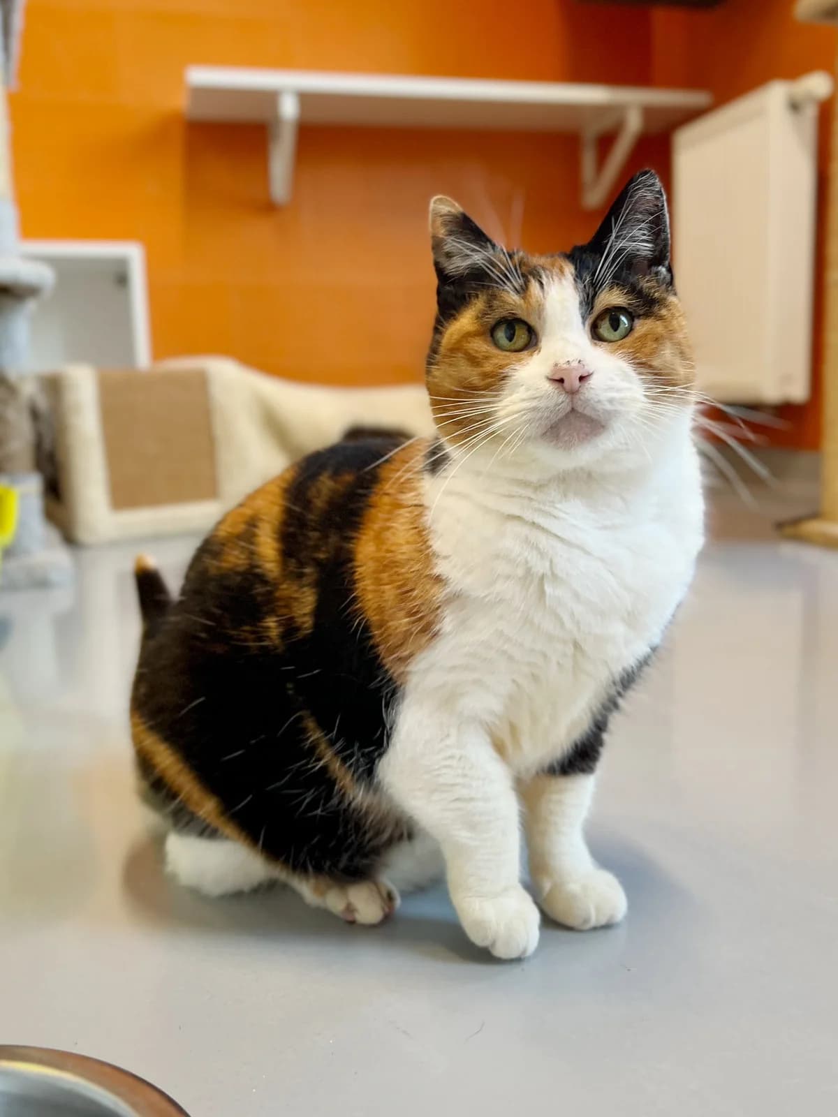 Yasmine, female European Shorthair for adoption at Perwez), Sans Collier photo 5